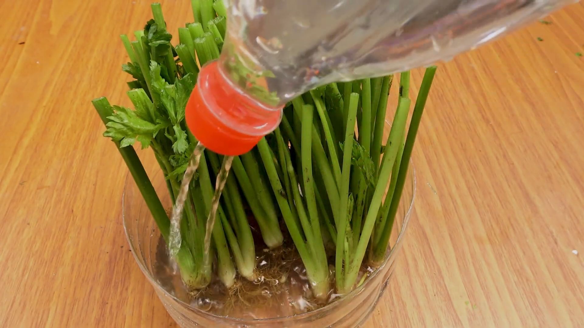 Regrow Celery in Containers
