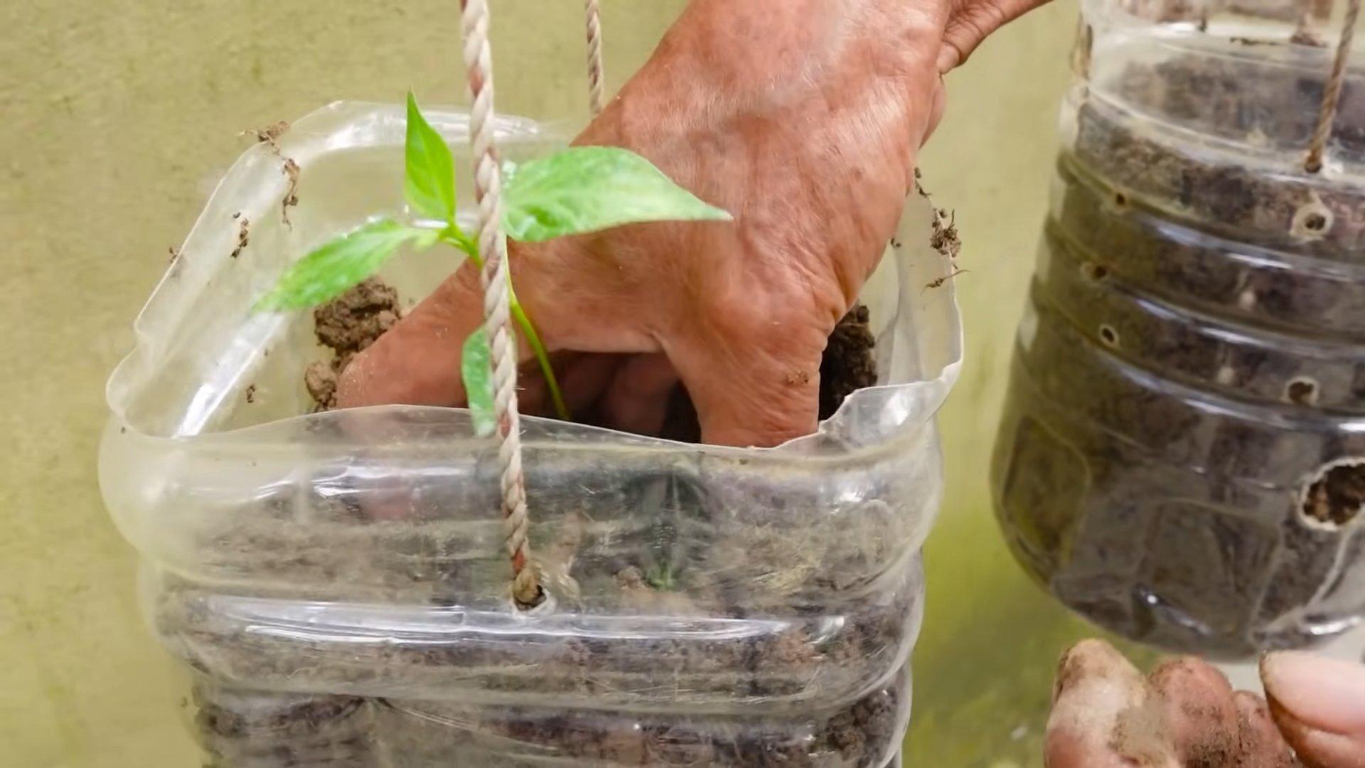 Chili pepper home gardening