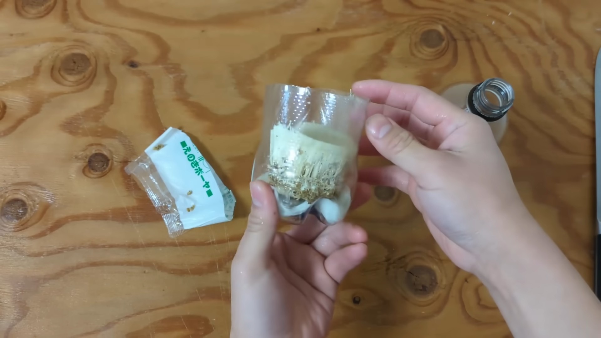 Grow Enoki Mushrooms Kitchen