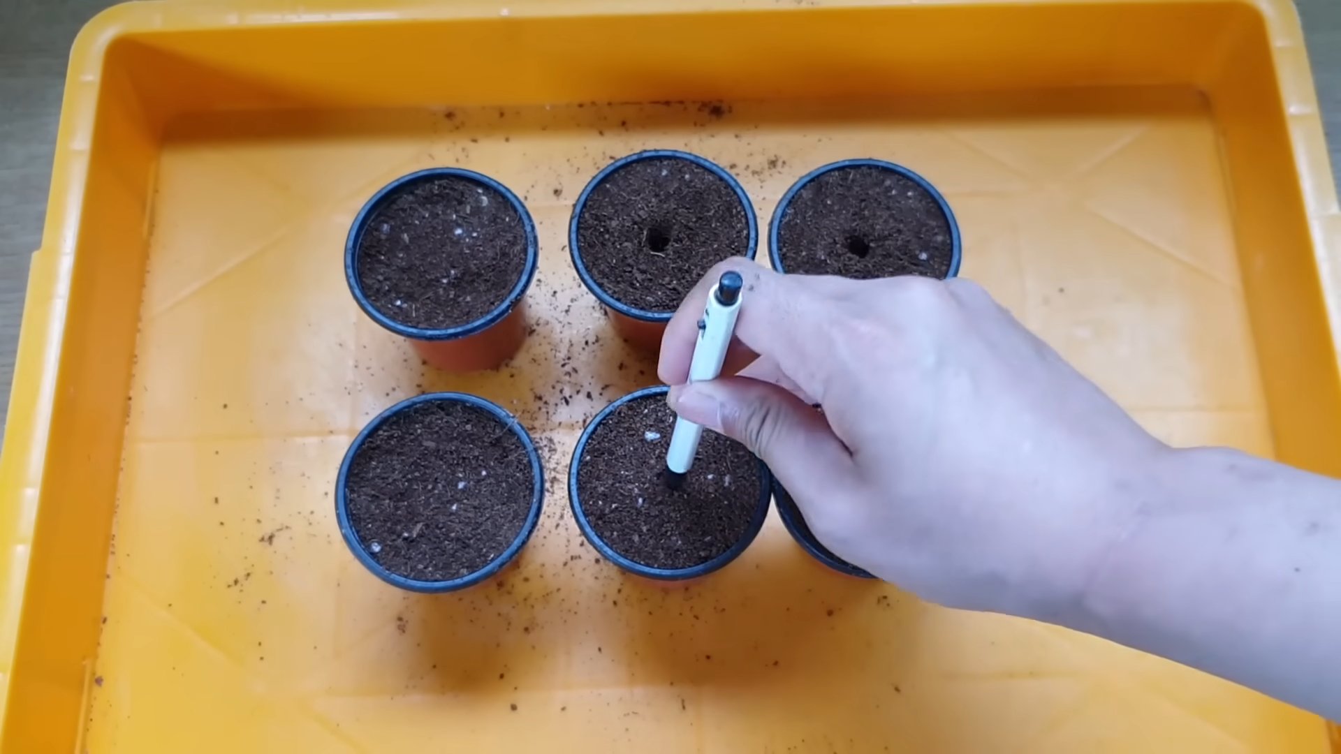 Lemon Tree Seed Germination