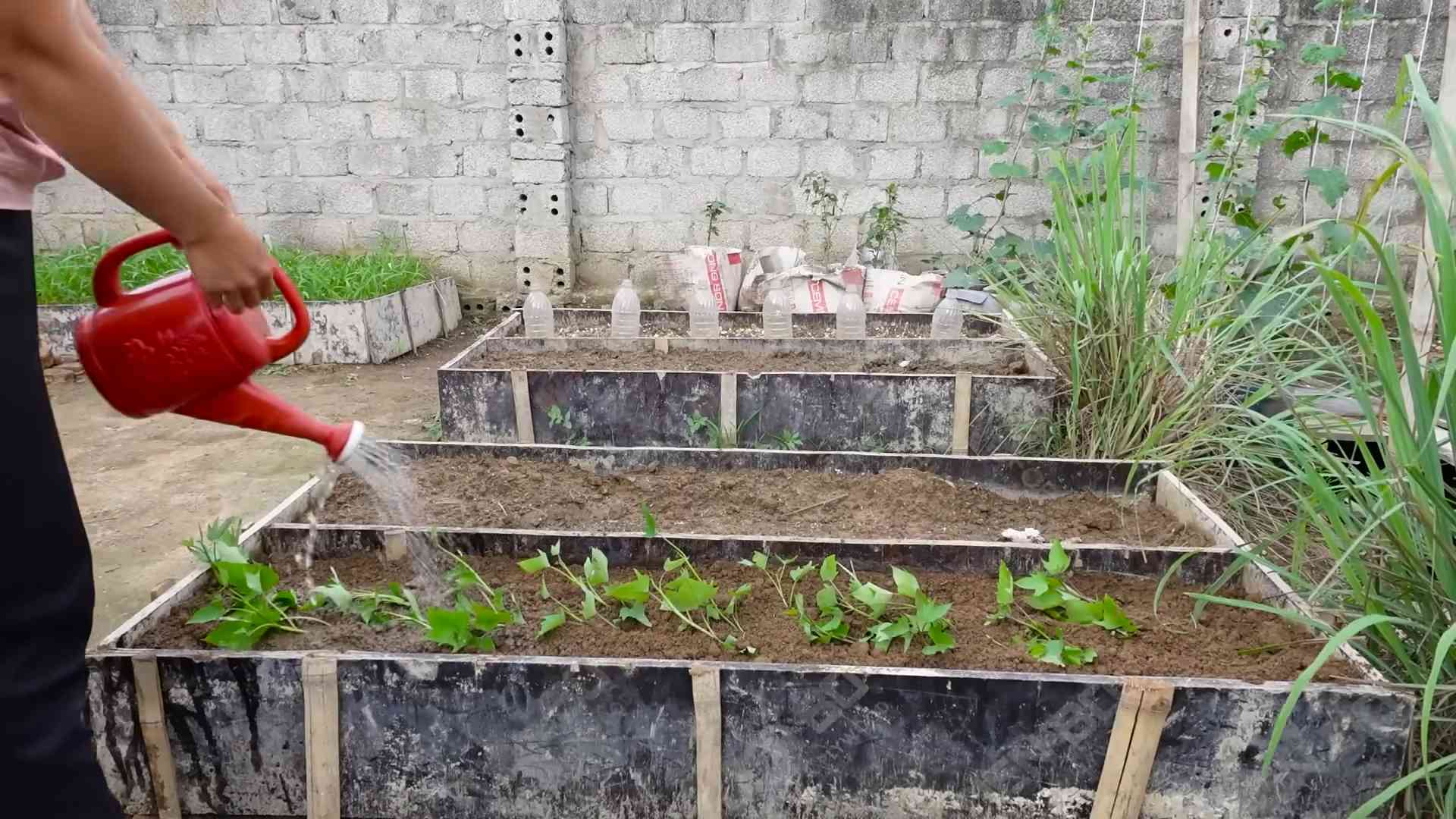 Grow Sweet Potatoes Home