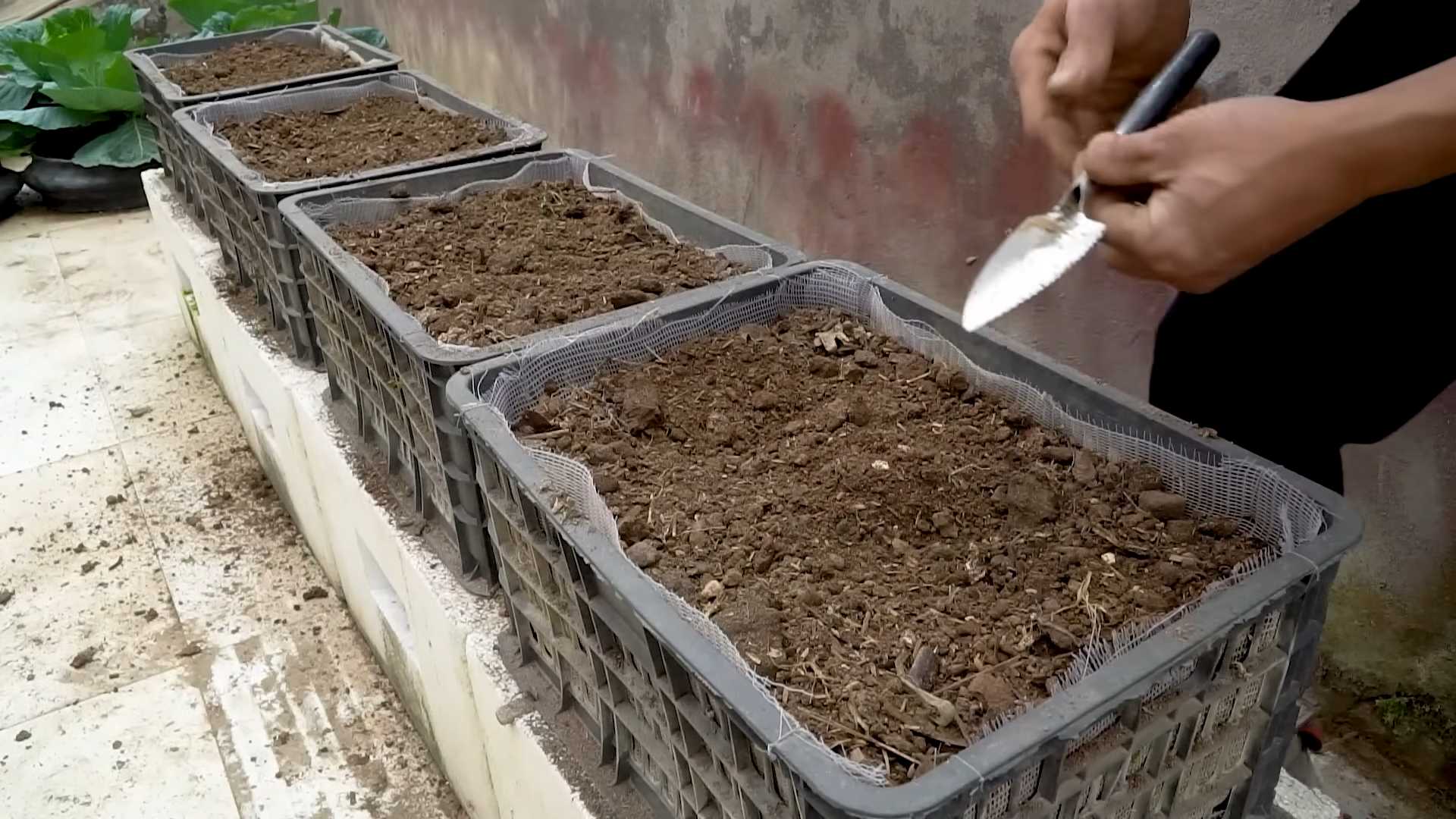 Zucchini plant high yield