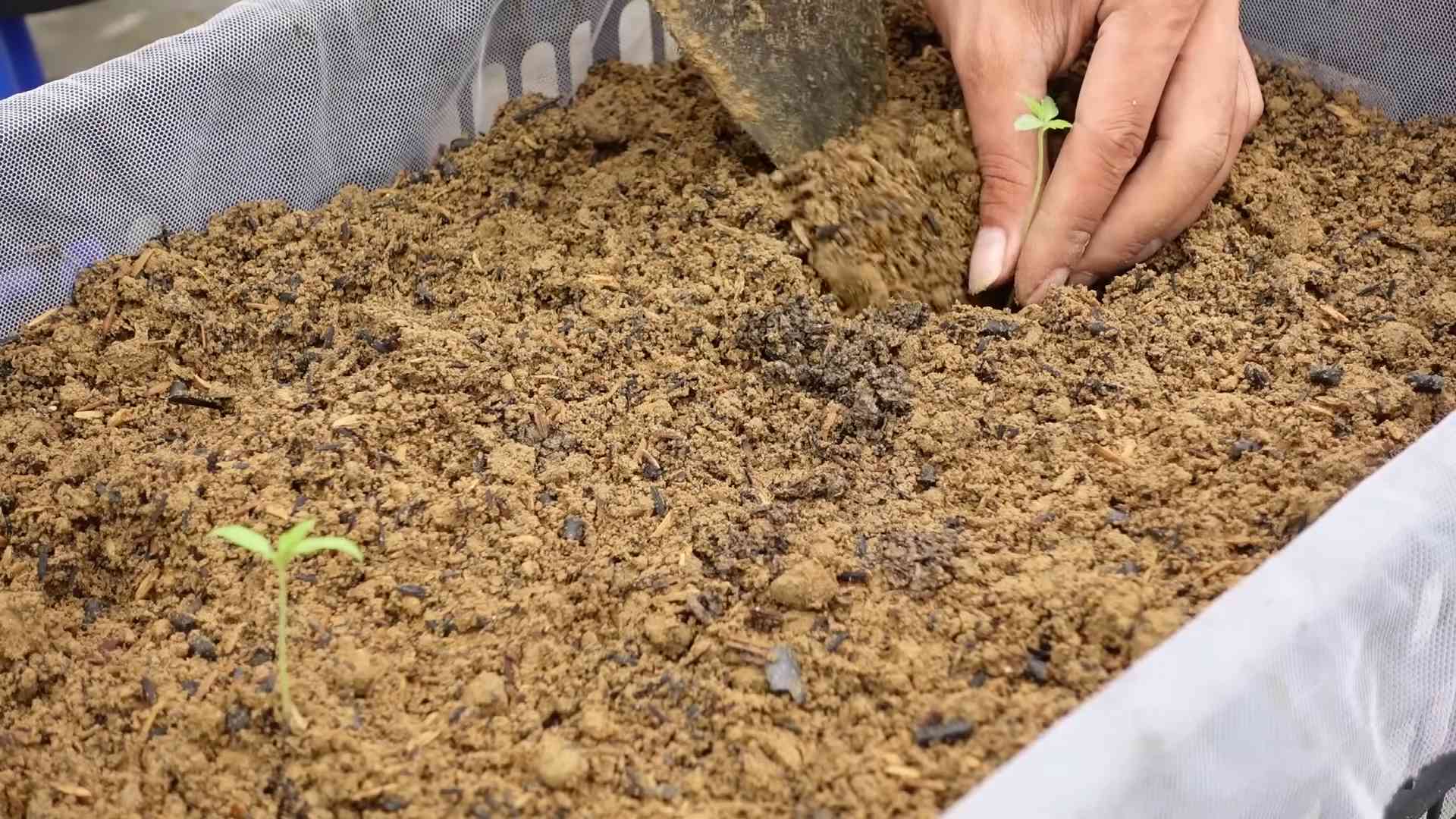 Growing Tomatoes Indoors