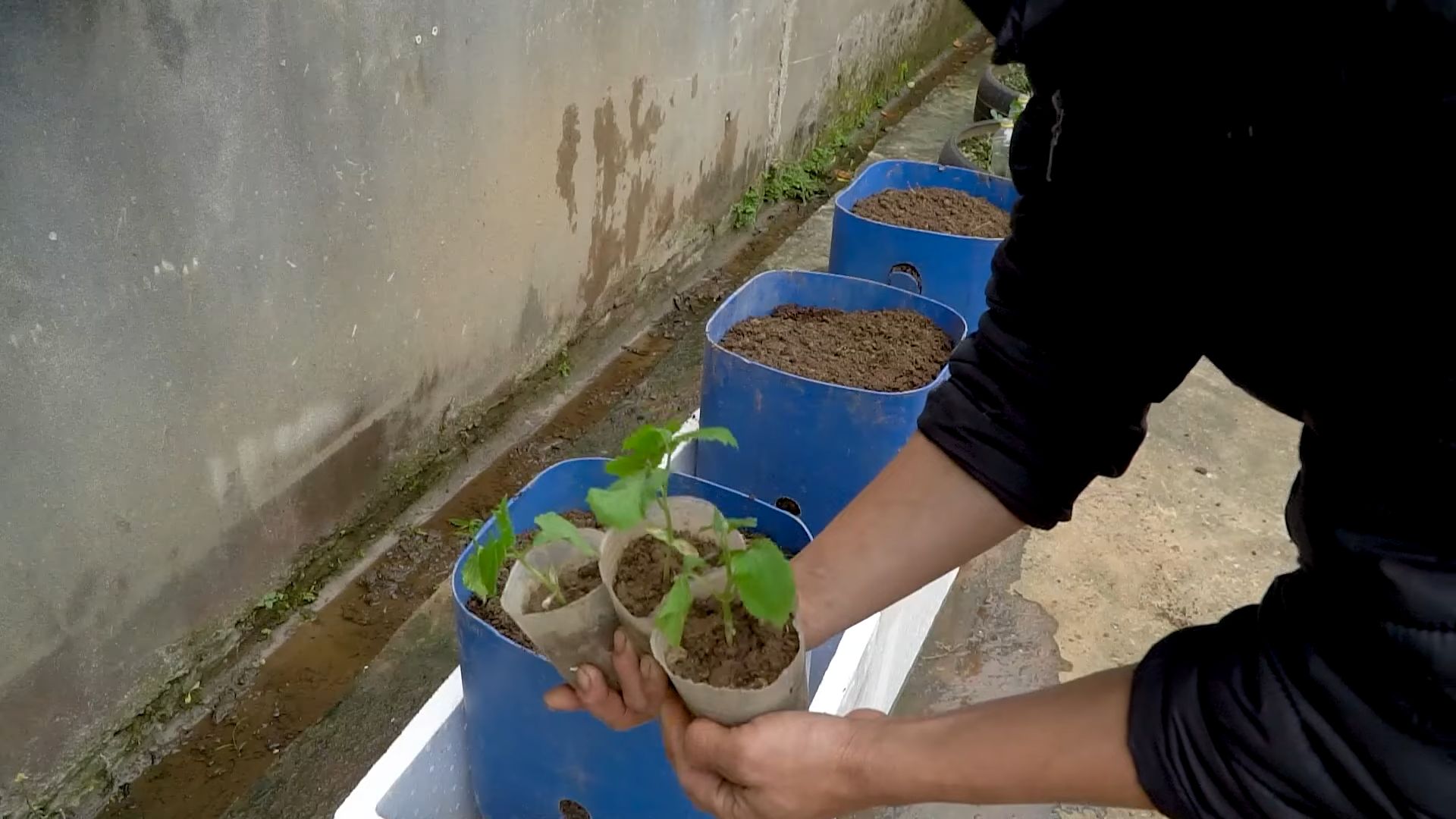 Grow Bitter Gourd Indoors