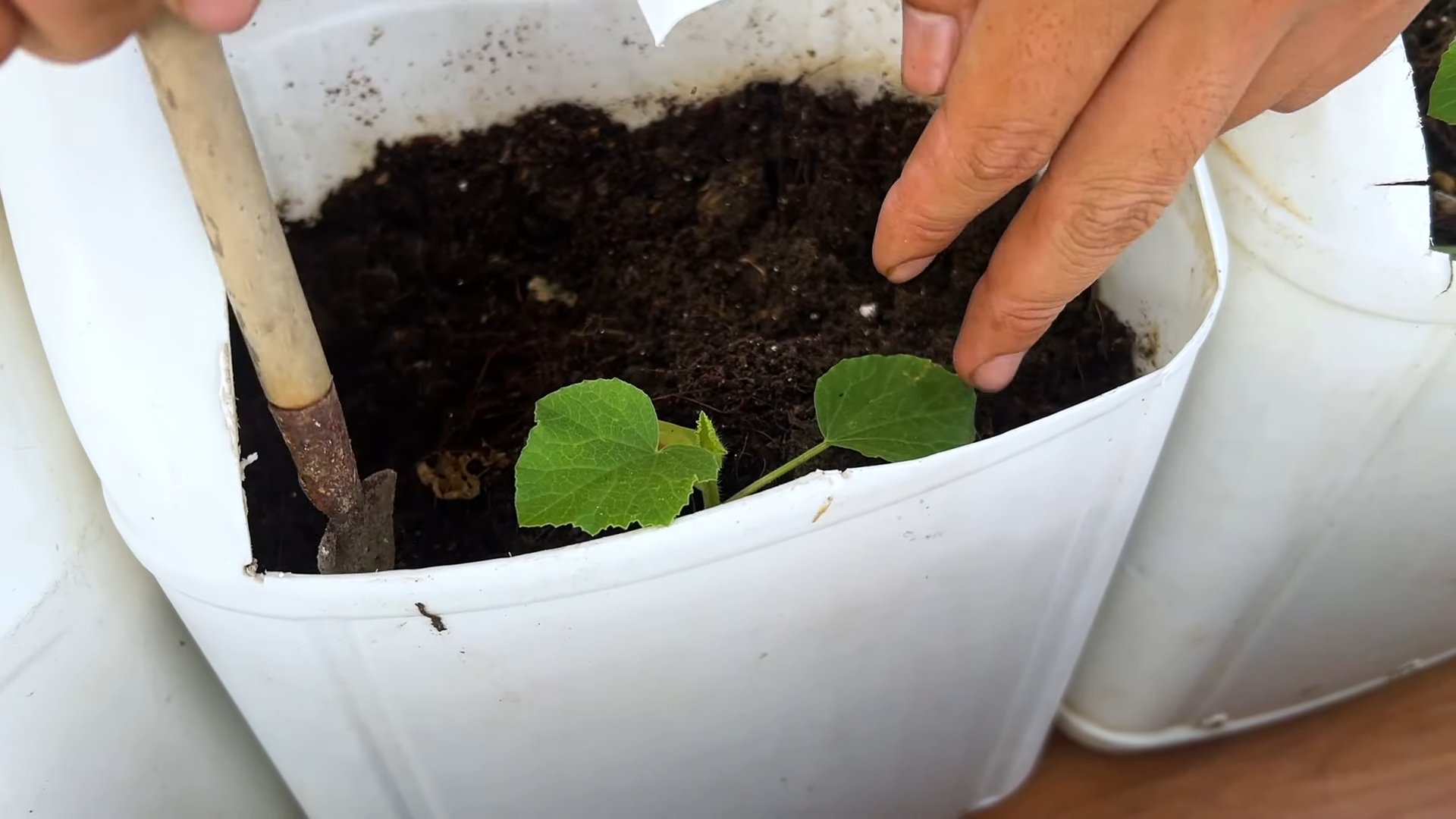 Grow Melons Easily