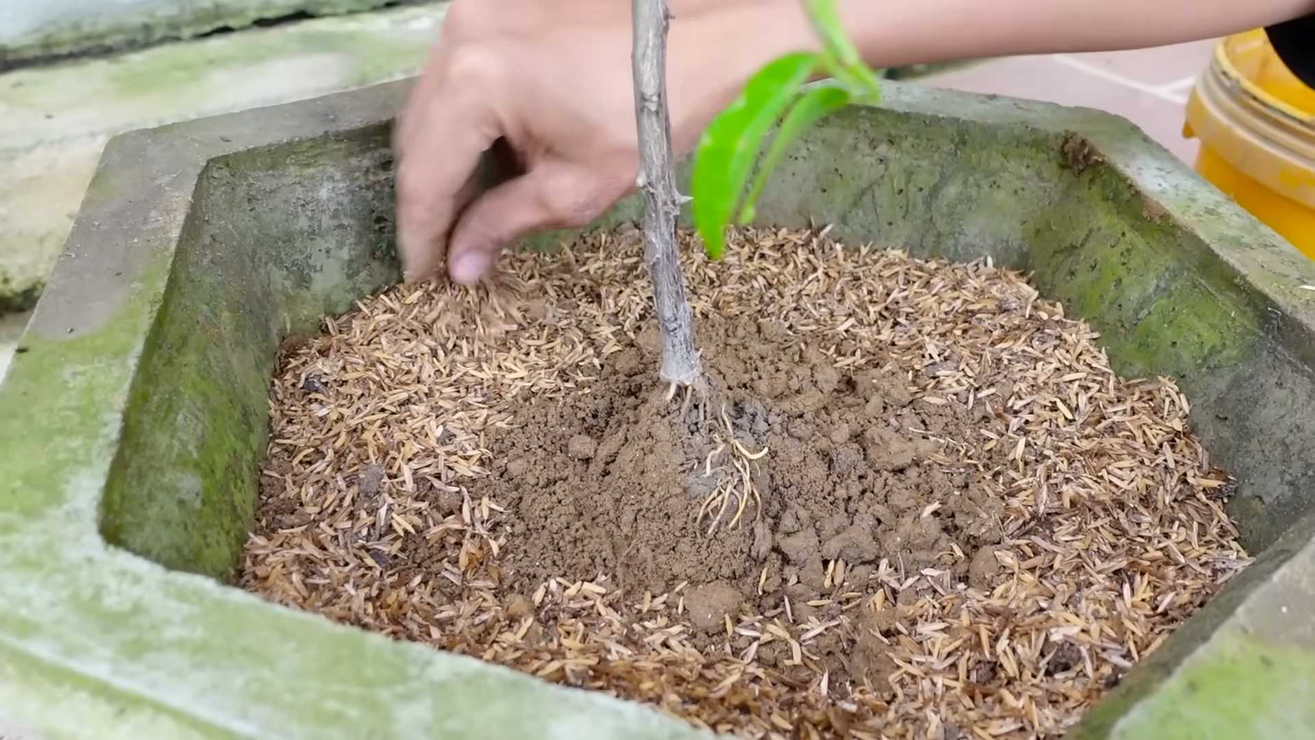 Grow Kalamansi in Pots