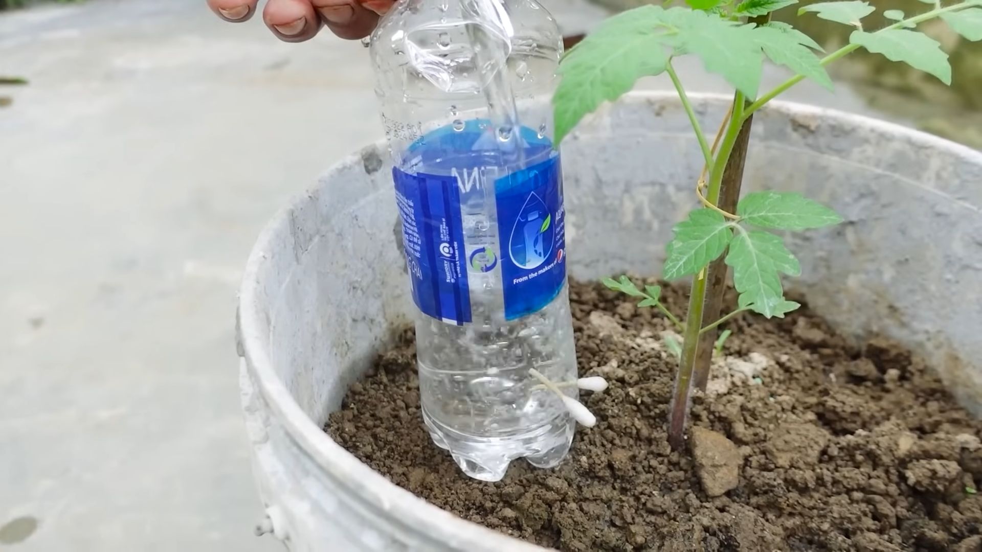 Grow Grape Tomatoes Easily