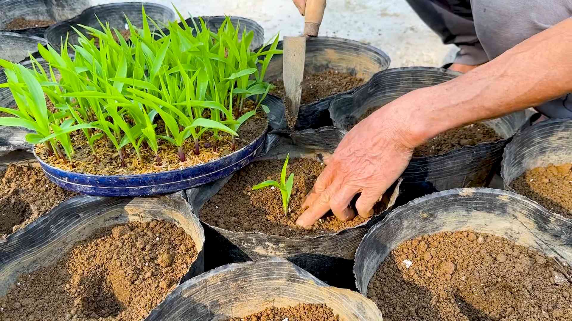 Rooftop Corn Growing Guide