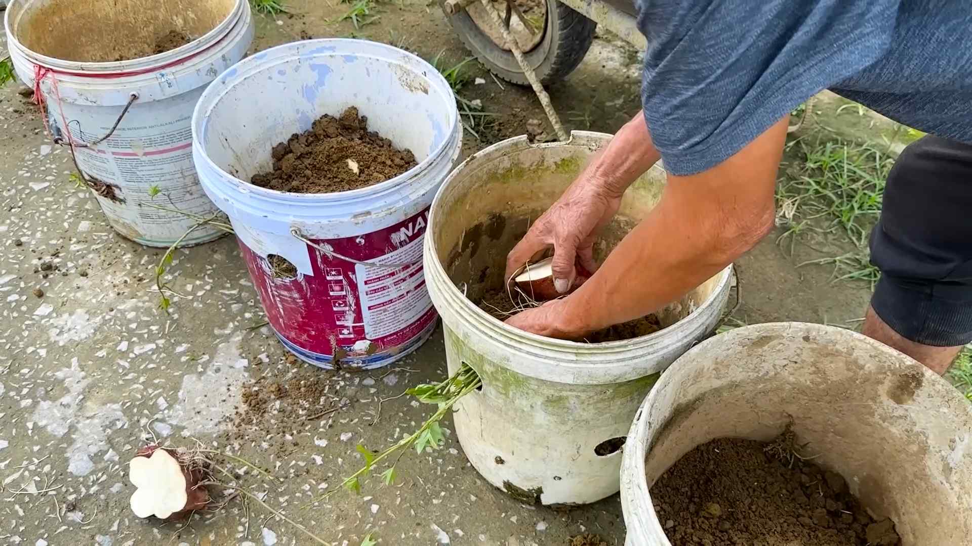Sweet Potato Planting Tips