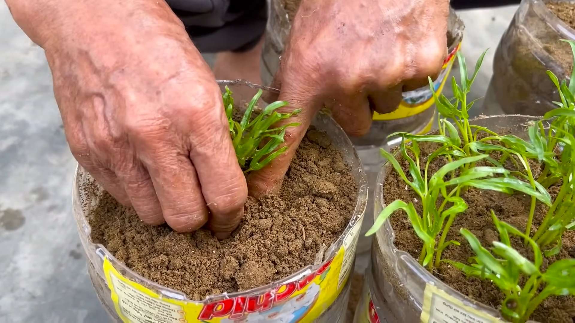 Grow Water Spinach