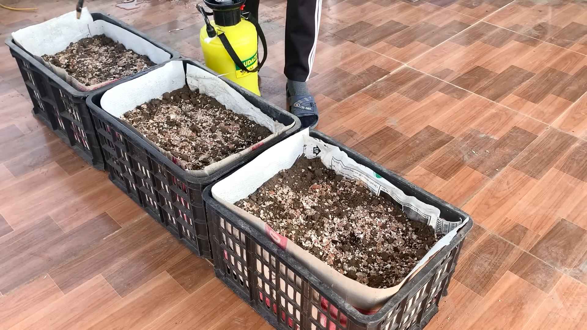Growing Asparagus in Planters