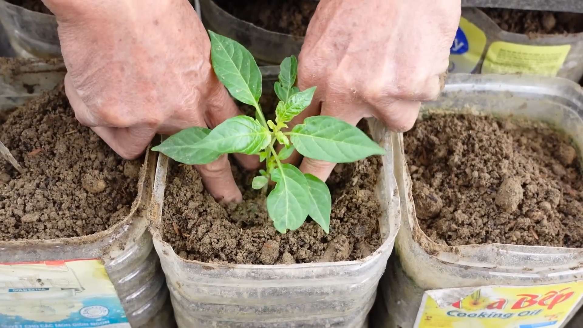 Balcony Chili Gardening Tips