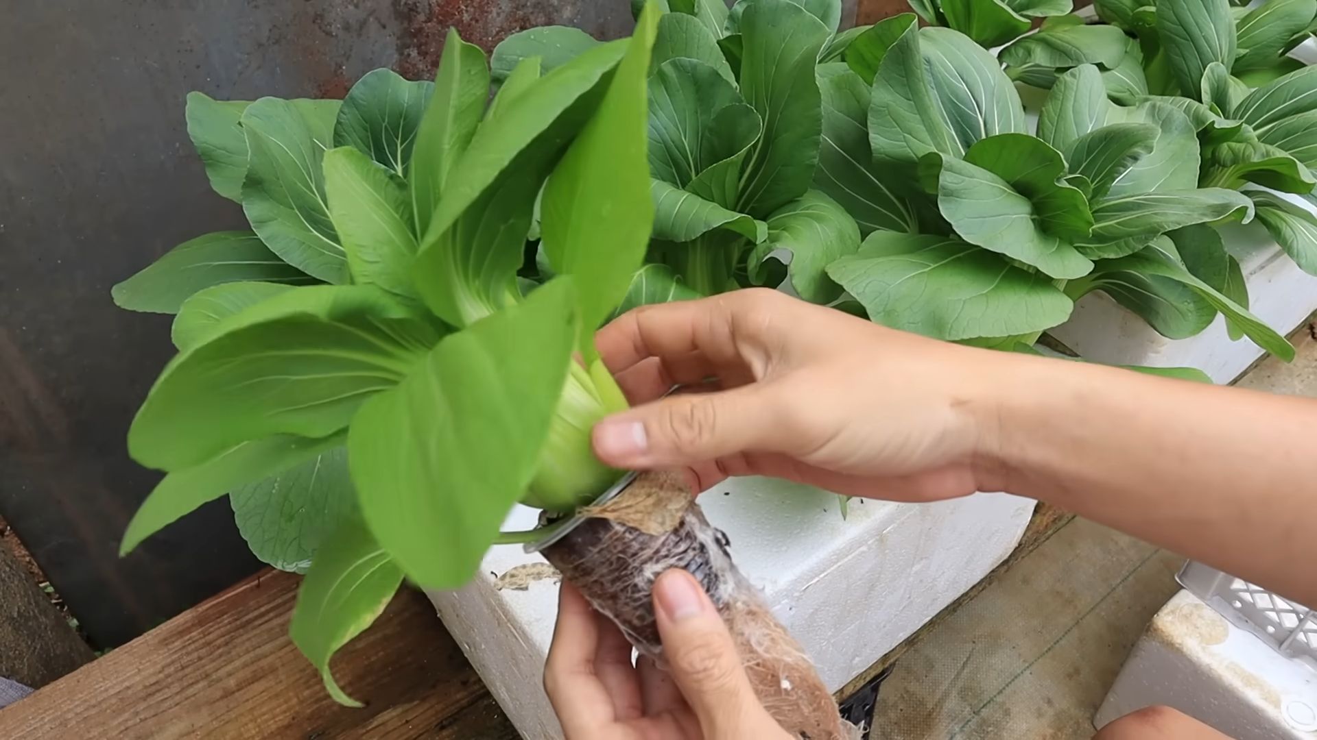 DIY Hydroponic Gardening Home