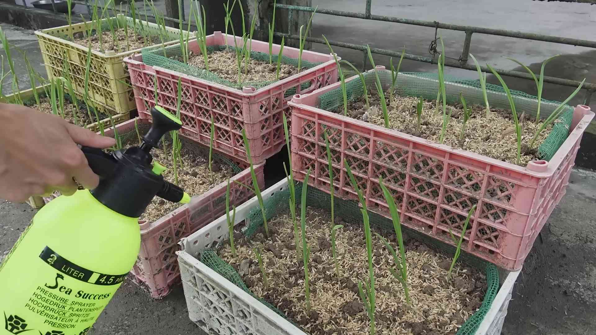 Hydroponic Garlic Bottle Growing