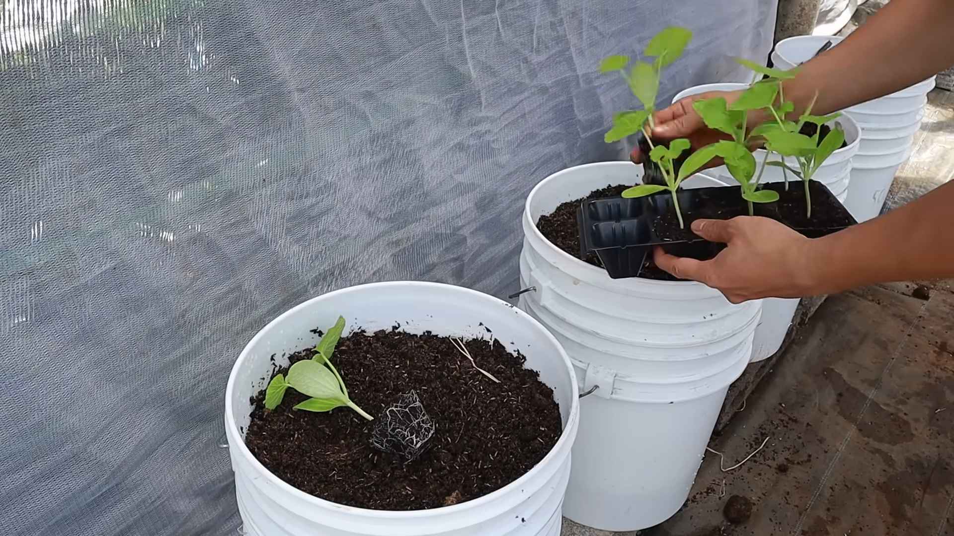 Grow Zucchini at Home