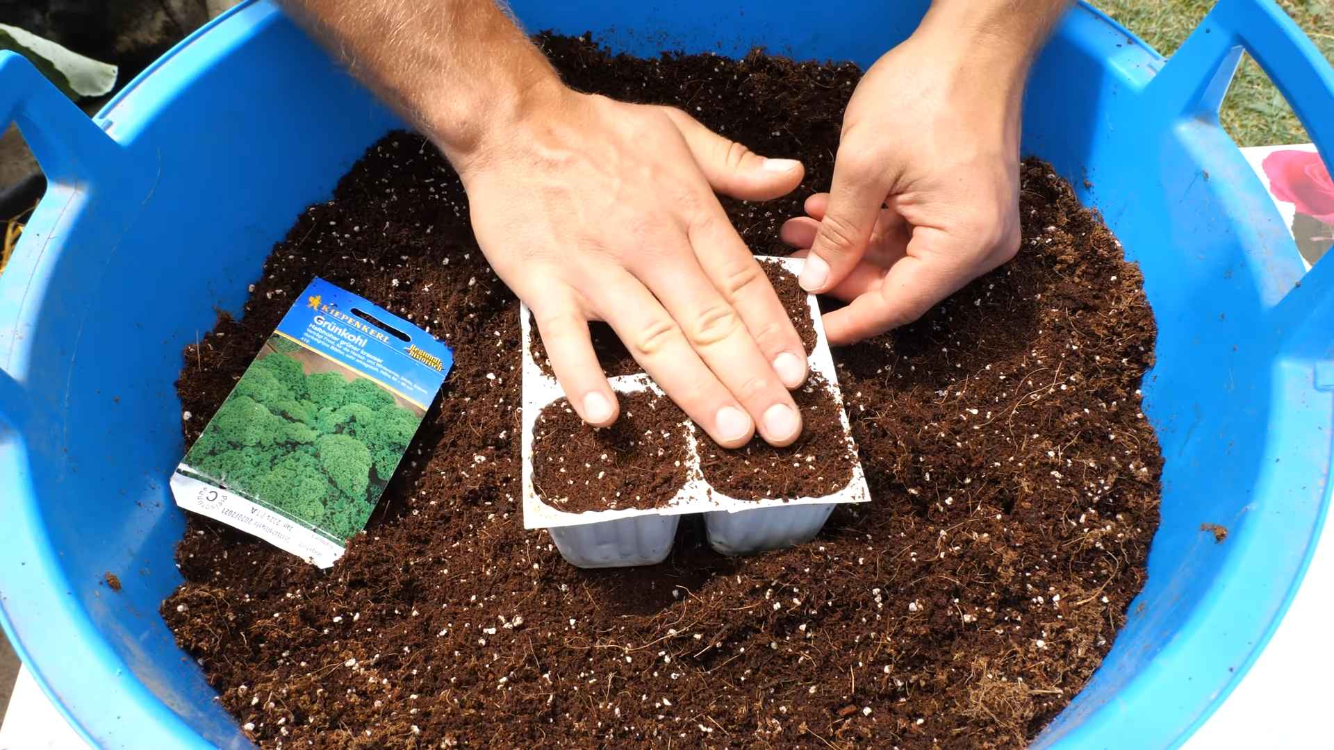 Growing Kale at Home