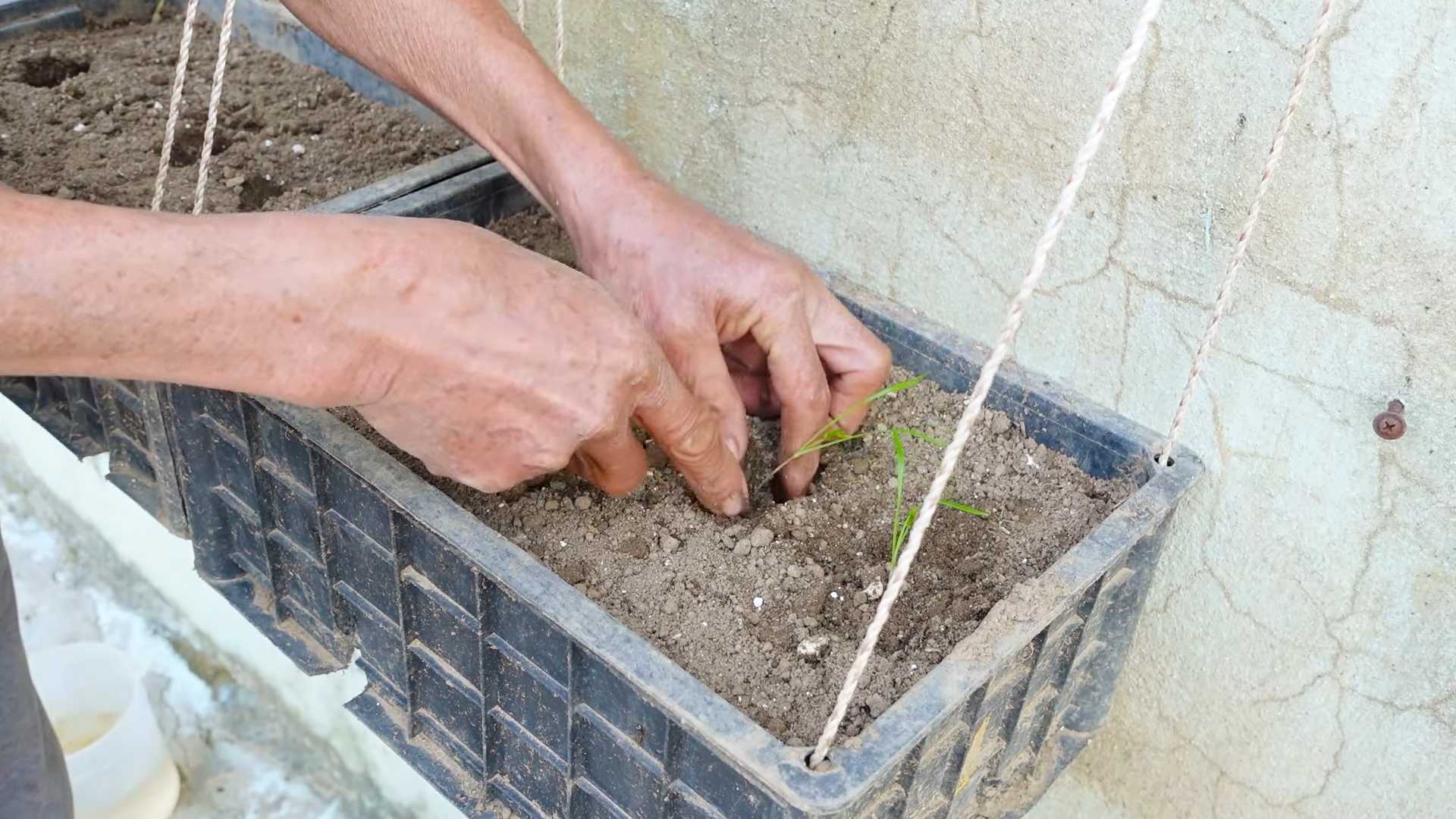 Fresh Dill Growing Tips