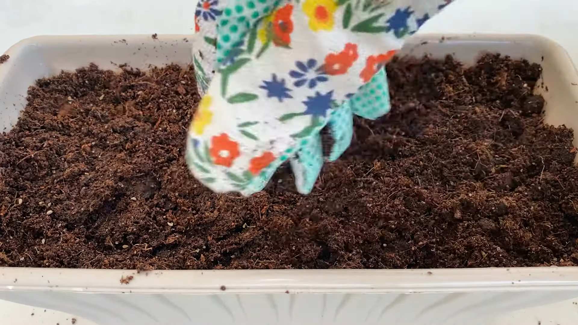 Growing Parsley Windowsill