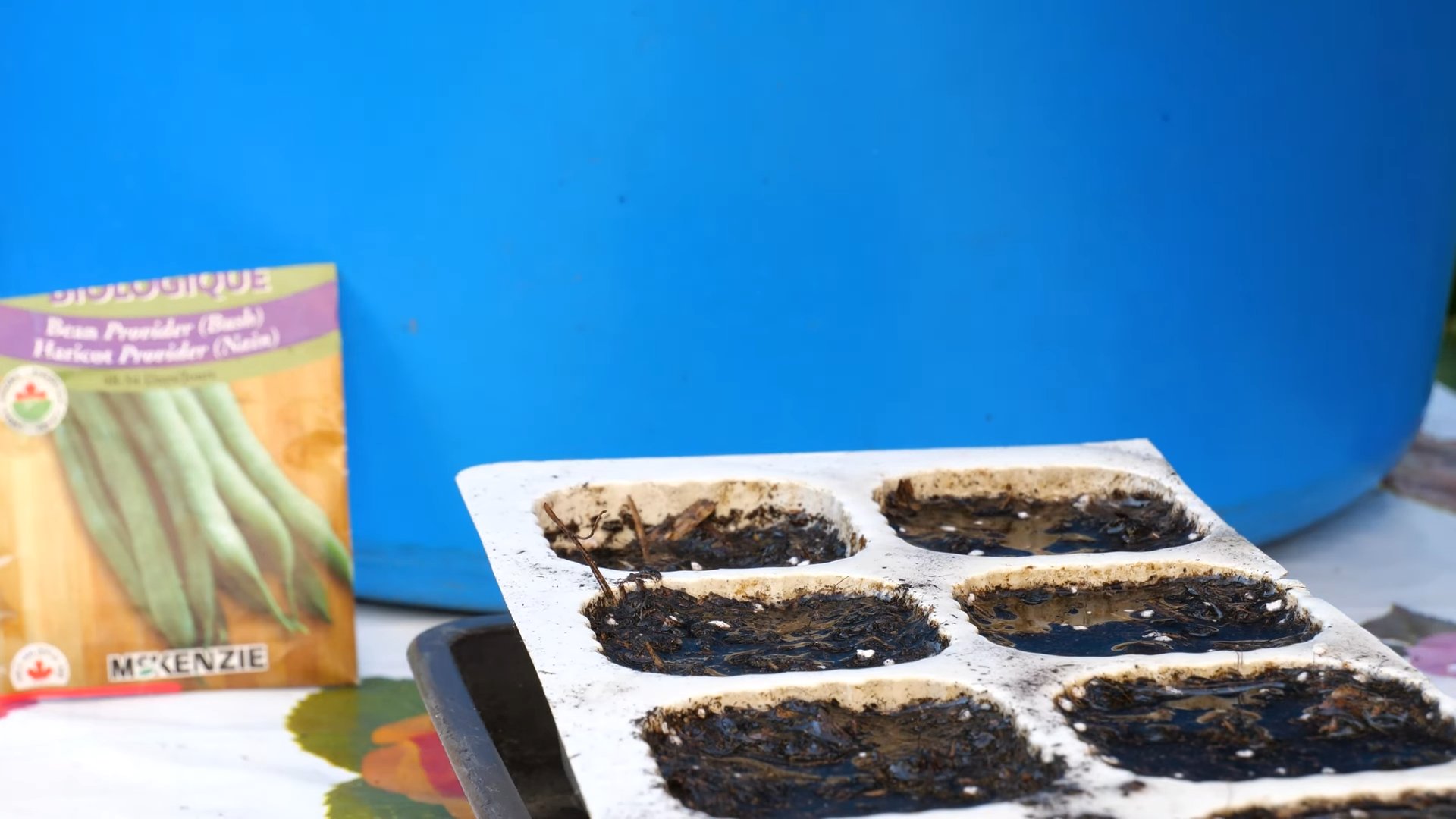 Easy Green Beans Gardening