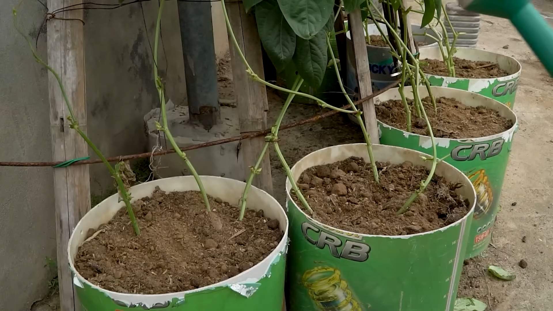 Growing Long Beans