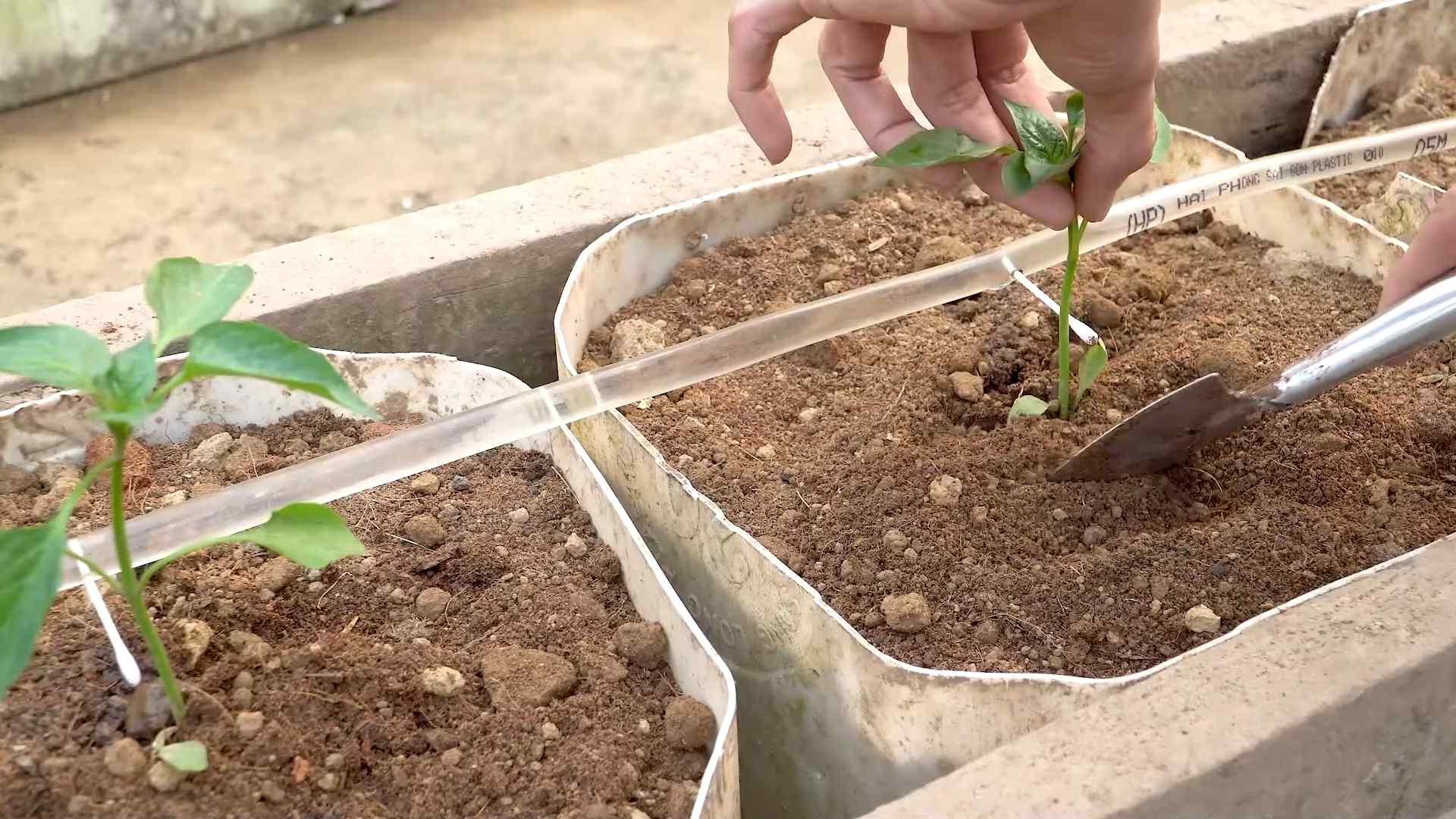 Bell pepper container gardening tips