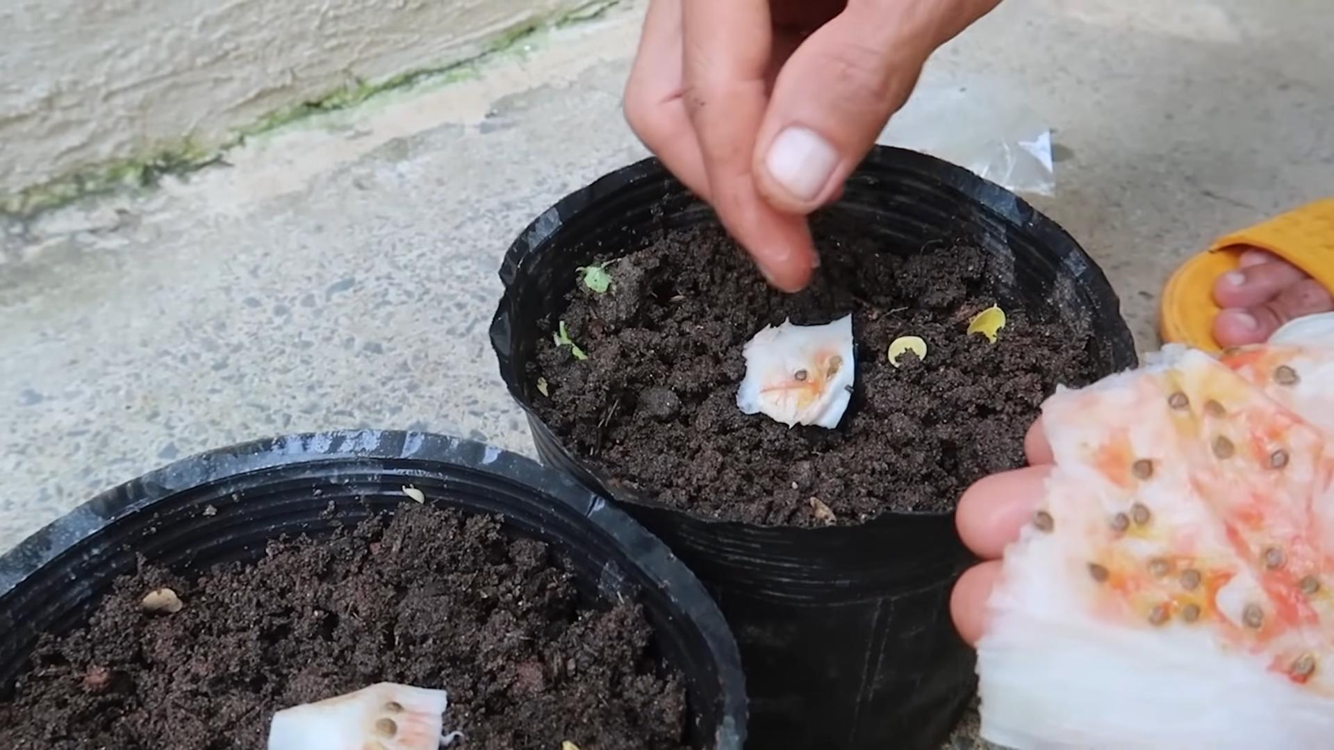 Indoor Tomato Garden