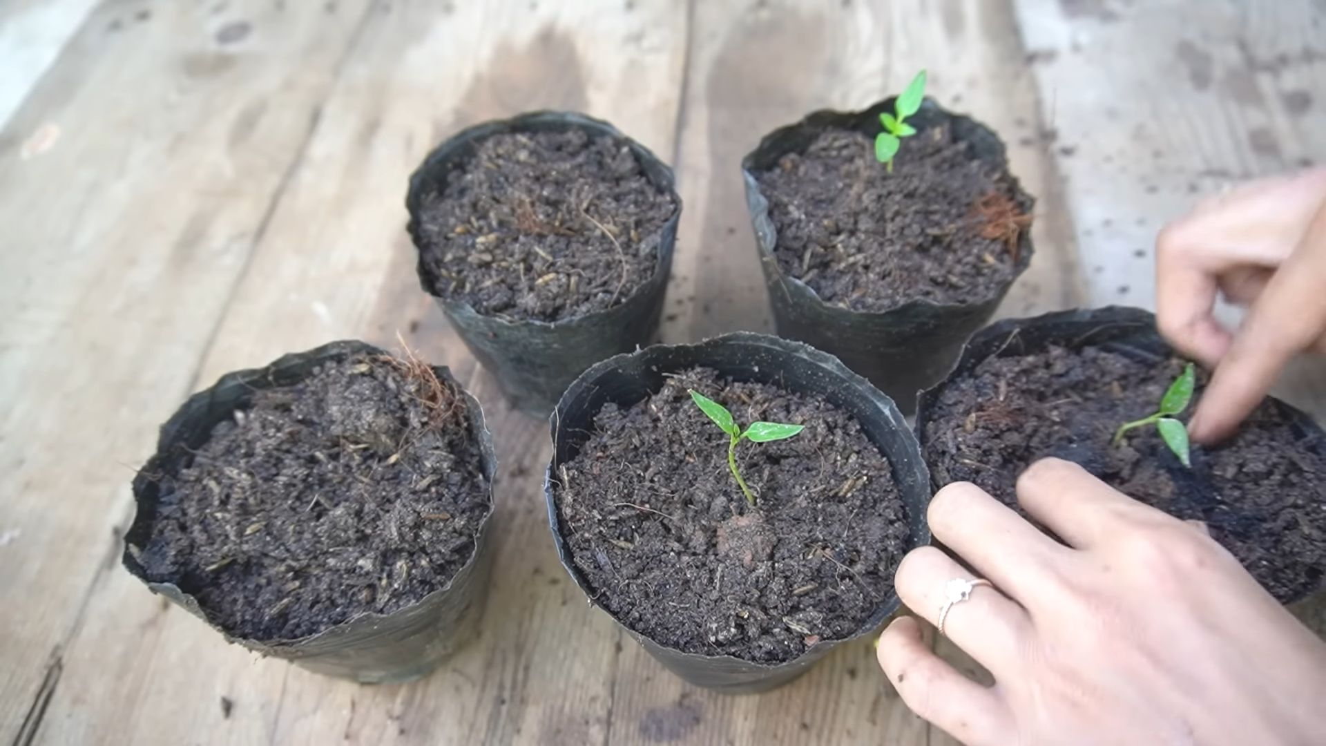 Purple Sweet Peppers Growing