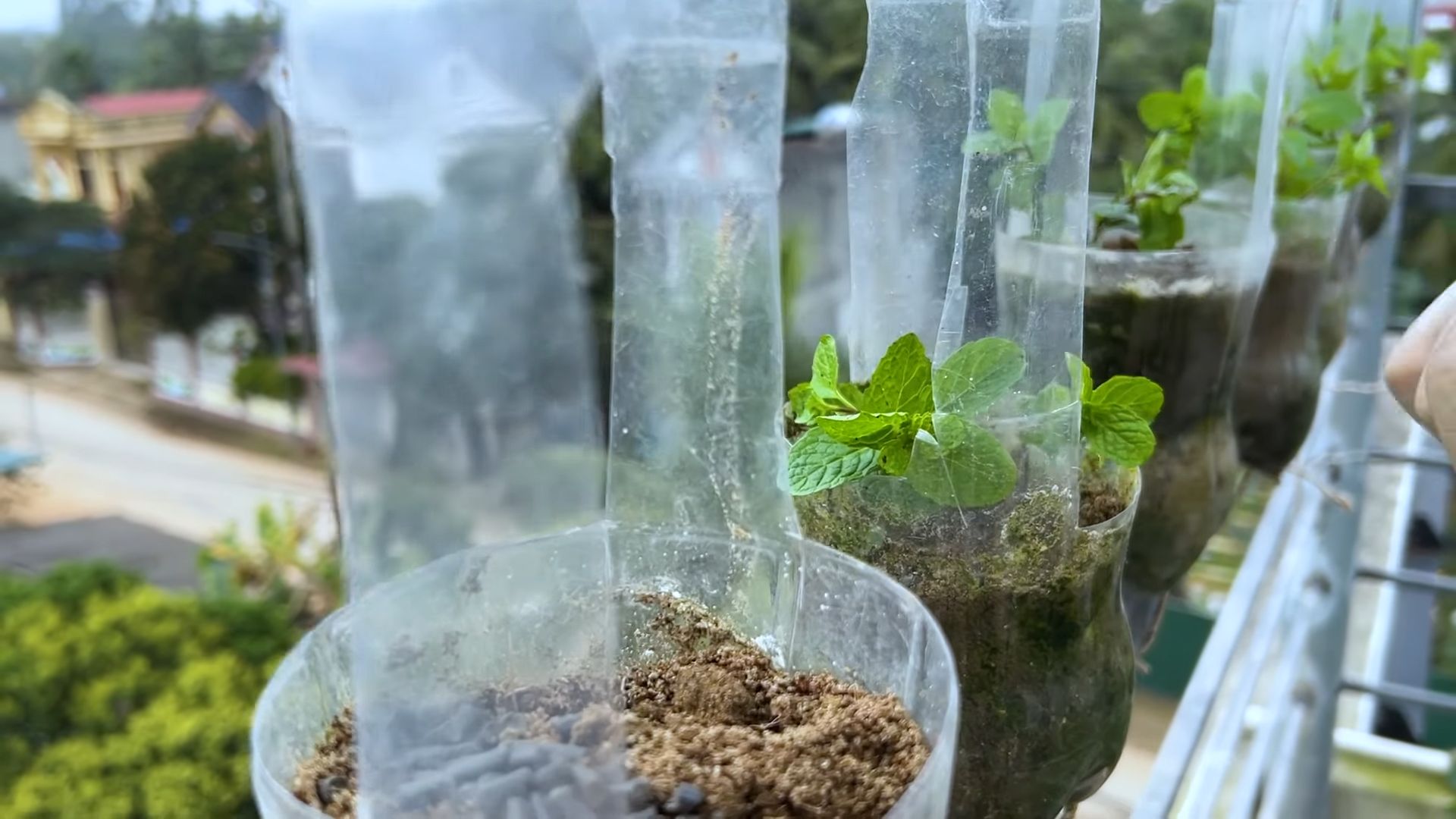 Grow Mint on Balcony