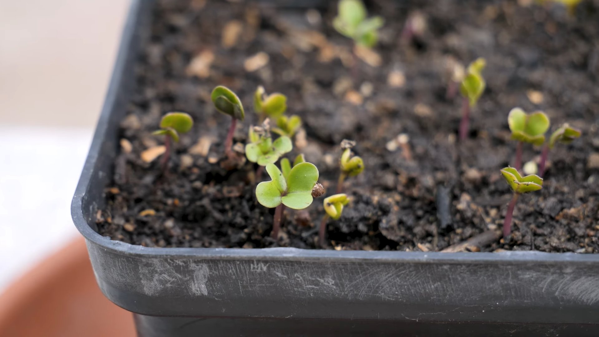 Grow Rutabagas and Swedes