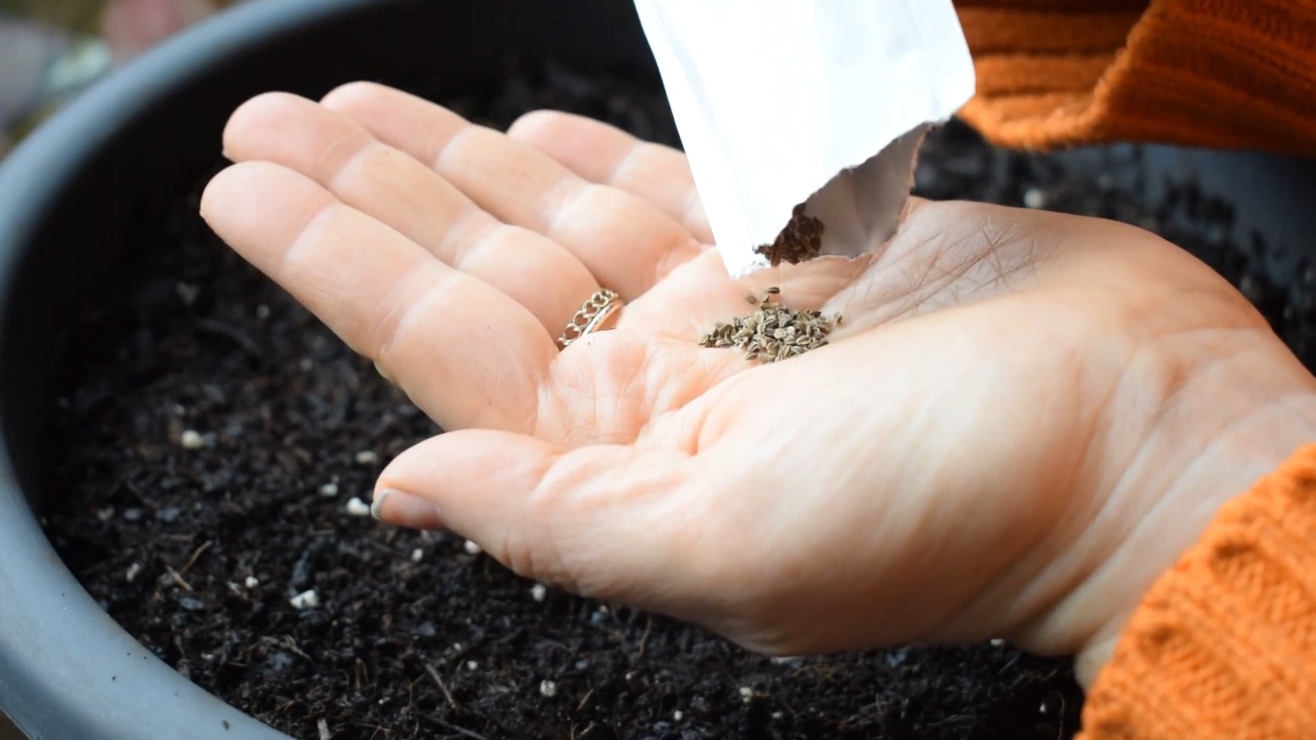 Grow Mini Carrots Indoors
