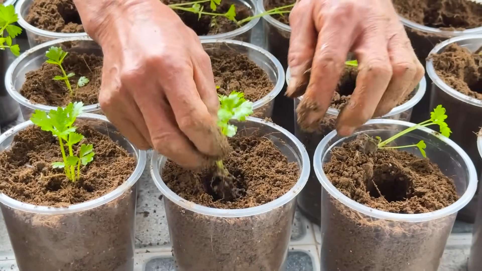 Growing Celery Hydroponically