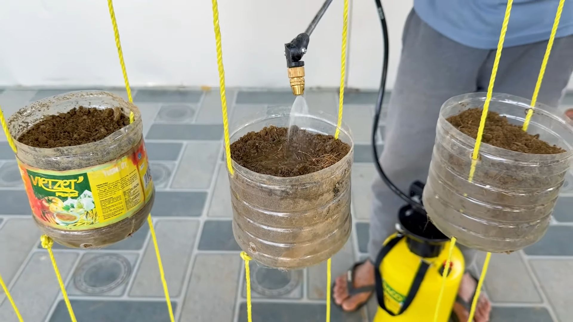 Grow Rainbow Chard at Home