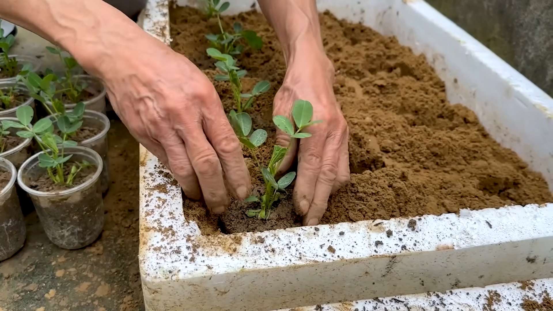 Harvesting Zucchini All Year