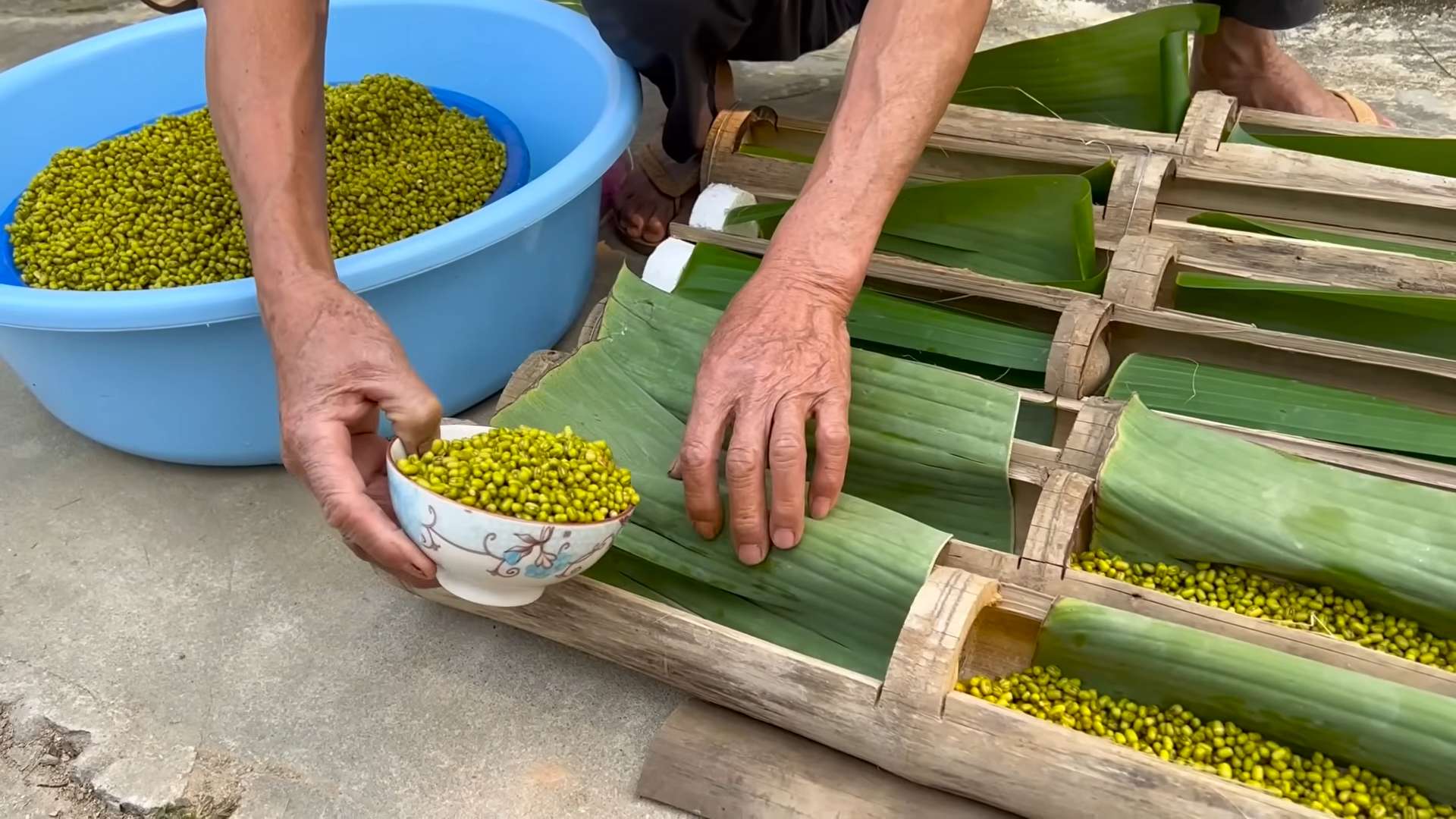 Growing Bean Sprouts Easily