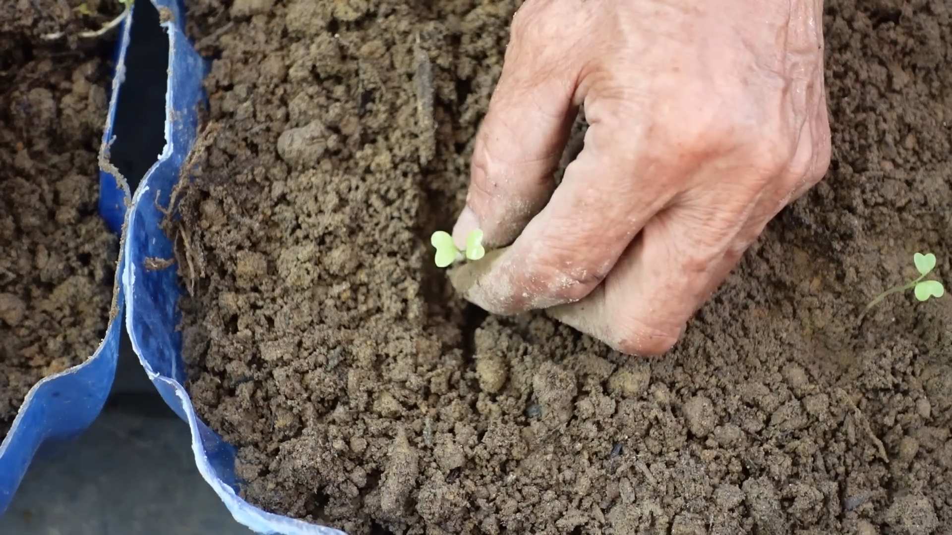 Grow Bok Choy Indoors