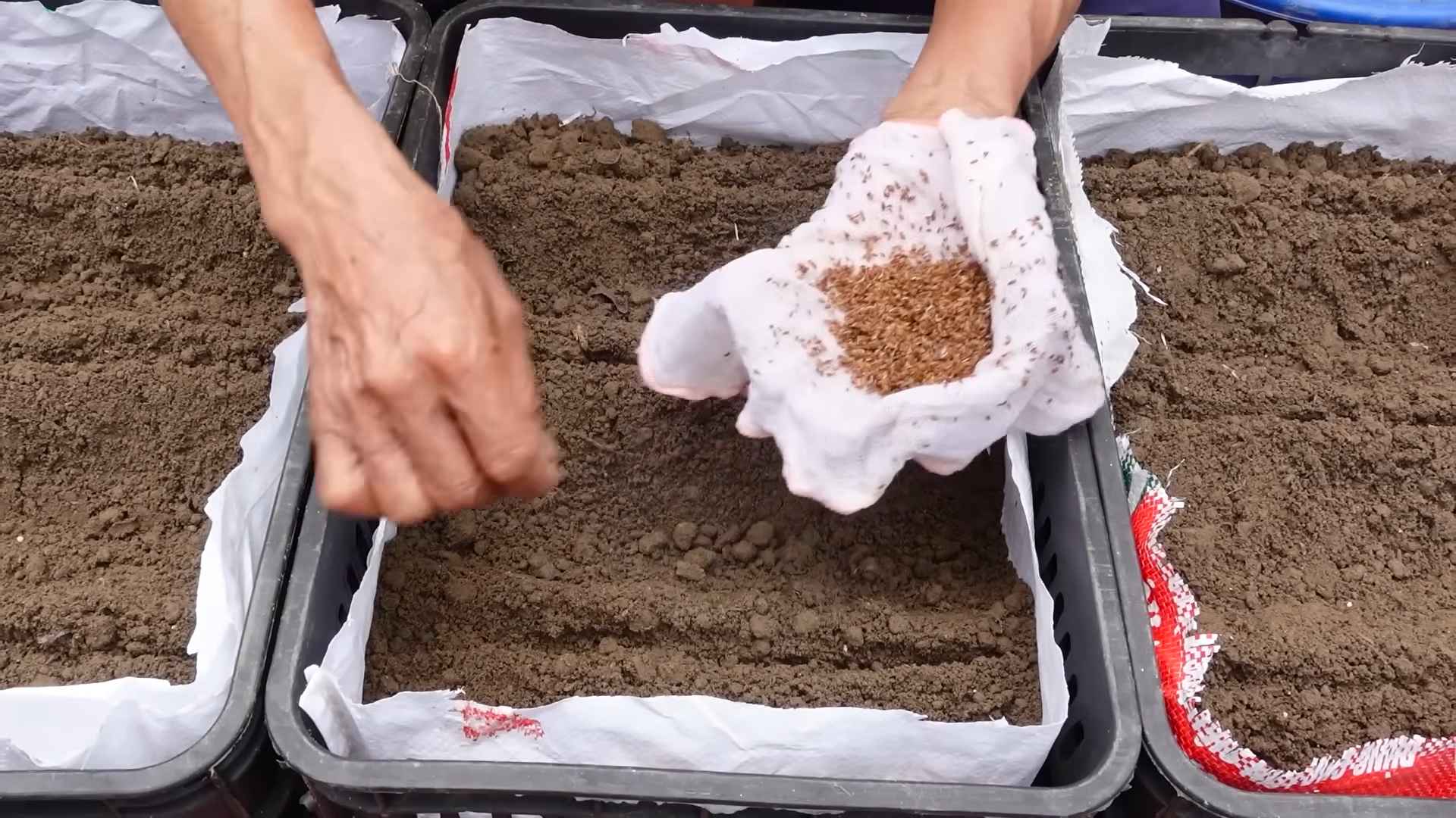 Plant Carrots at Home