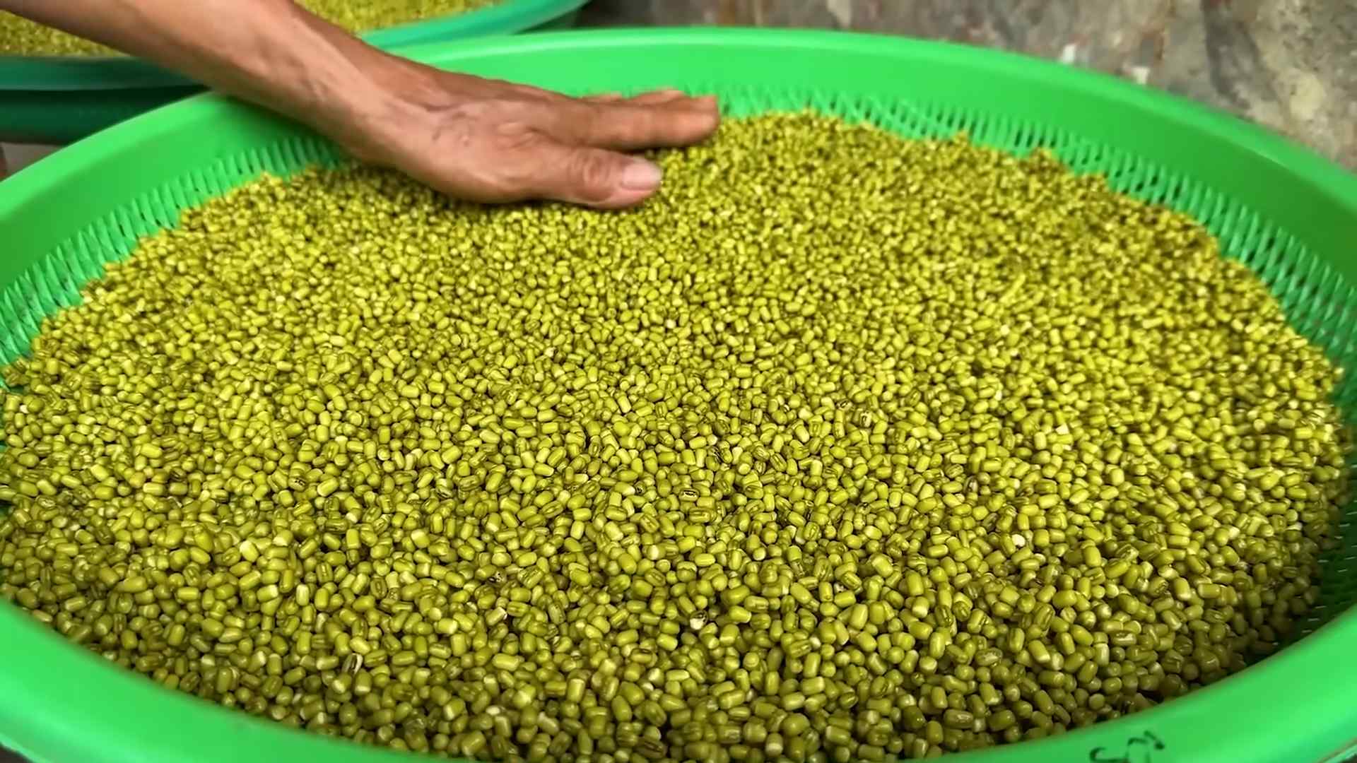 Bean Sprouts Growing DIY