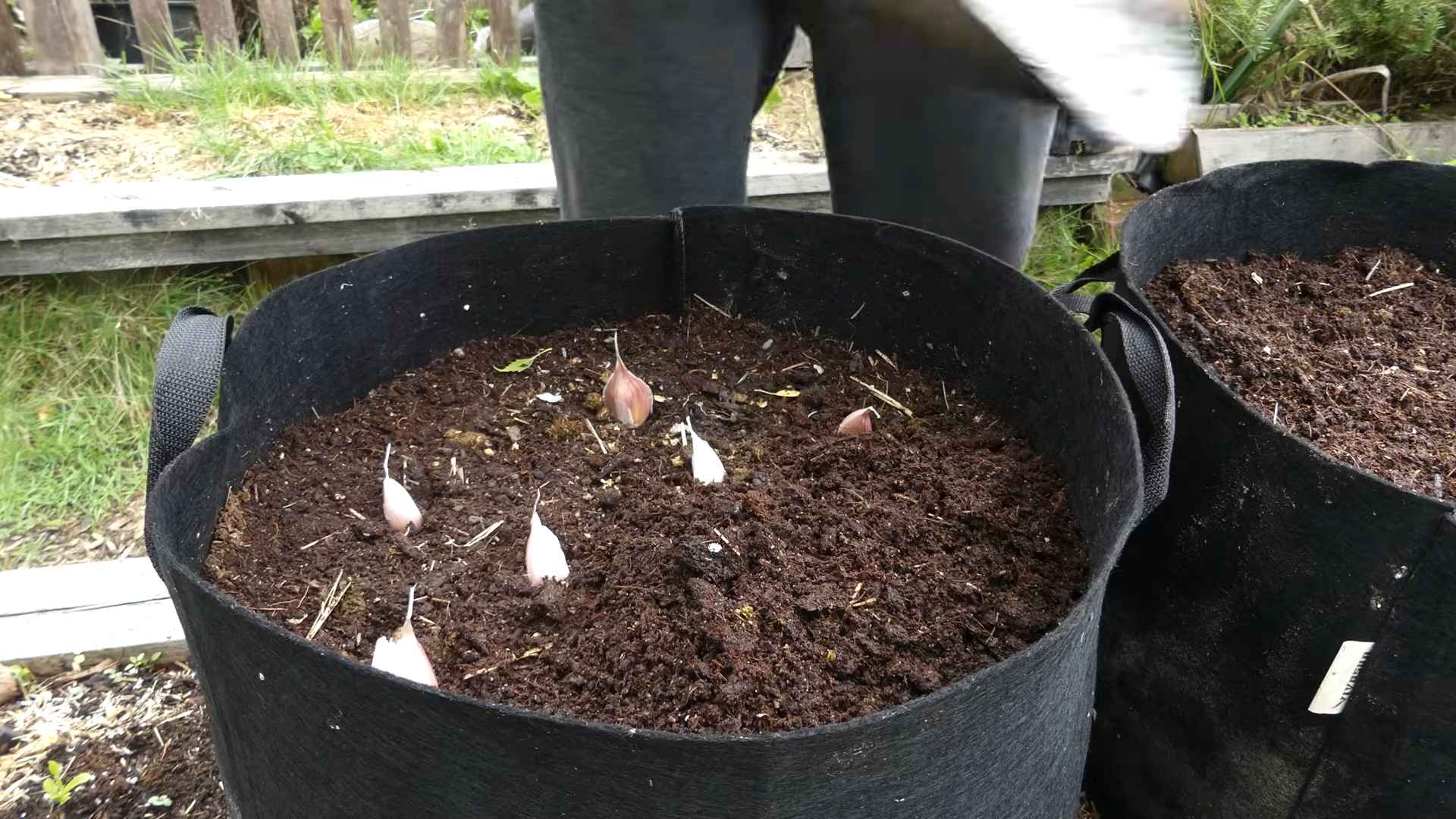 Growing Garlic at Home