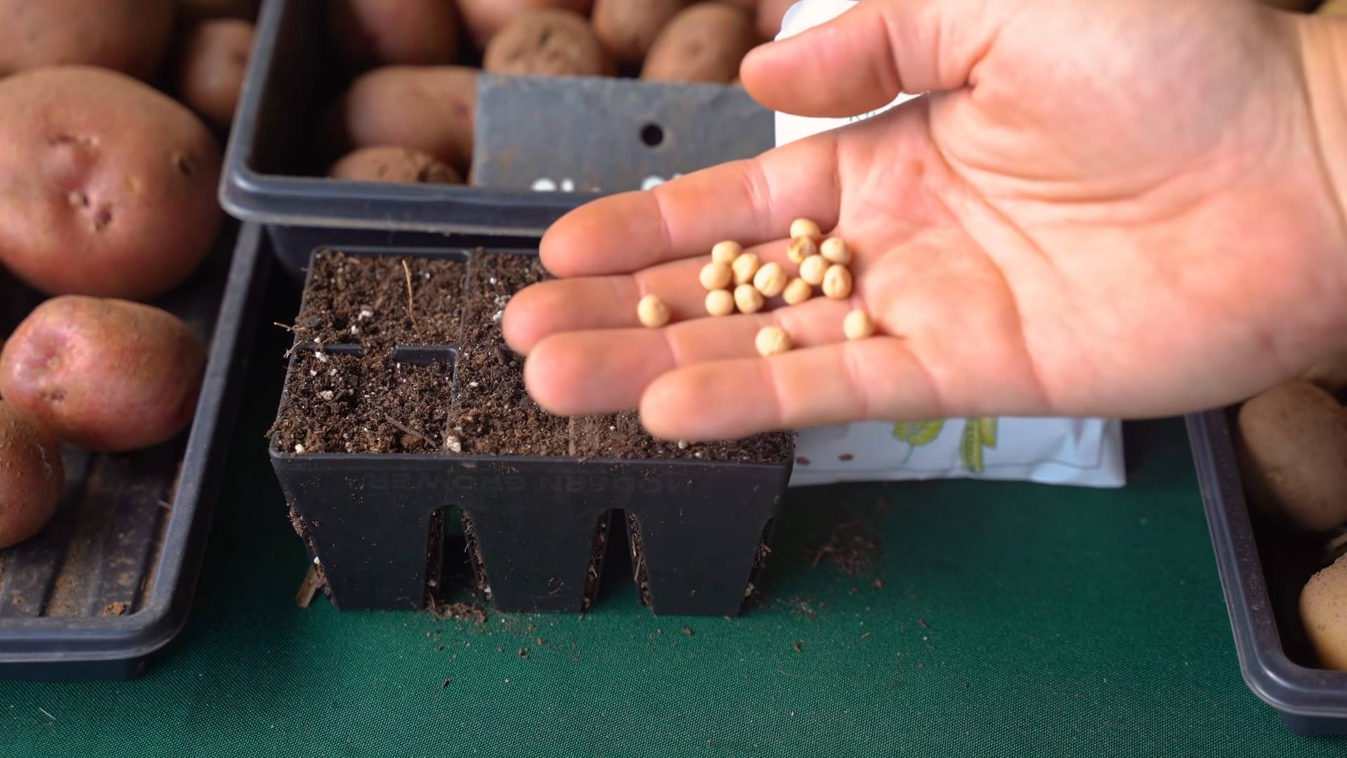 Grow Peas Kitchen Garden