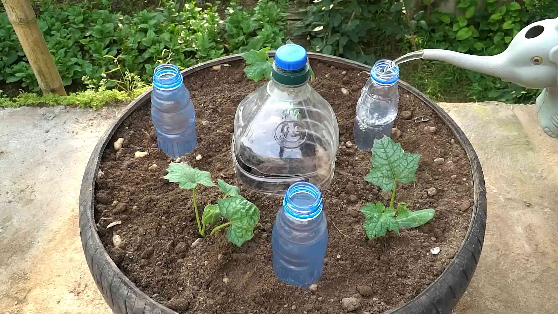 Growing Sponge Gourd Indoors