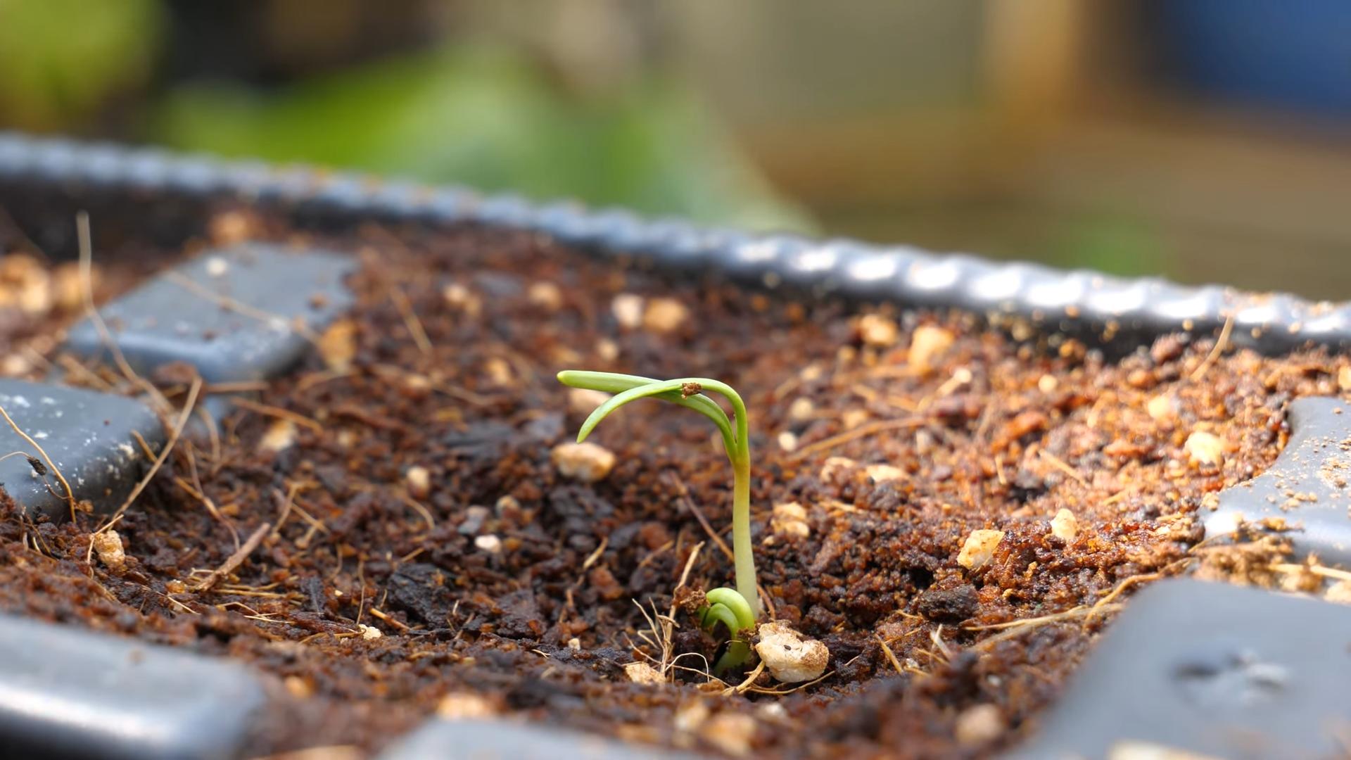 Grow Spinach in Pots