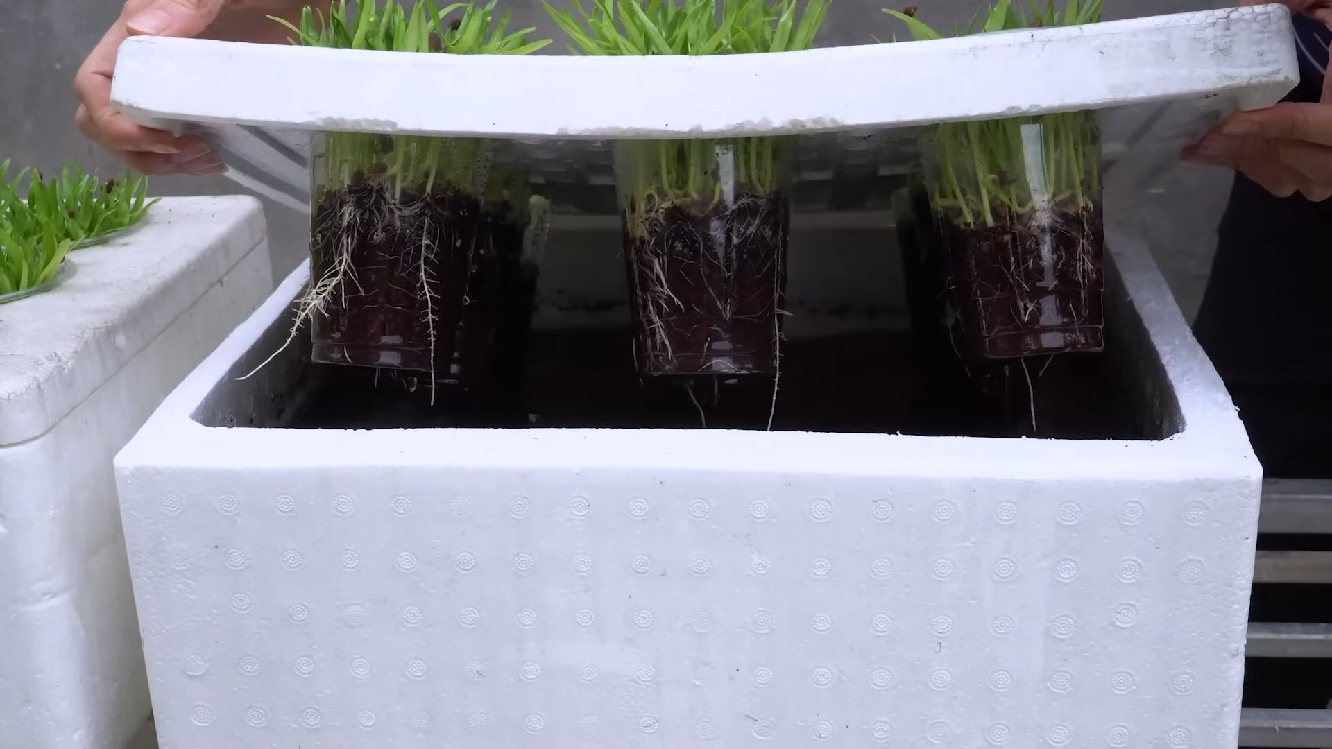 Grow Water Spinach Home