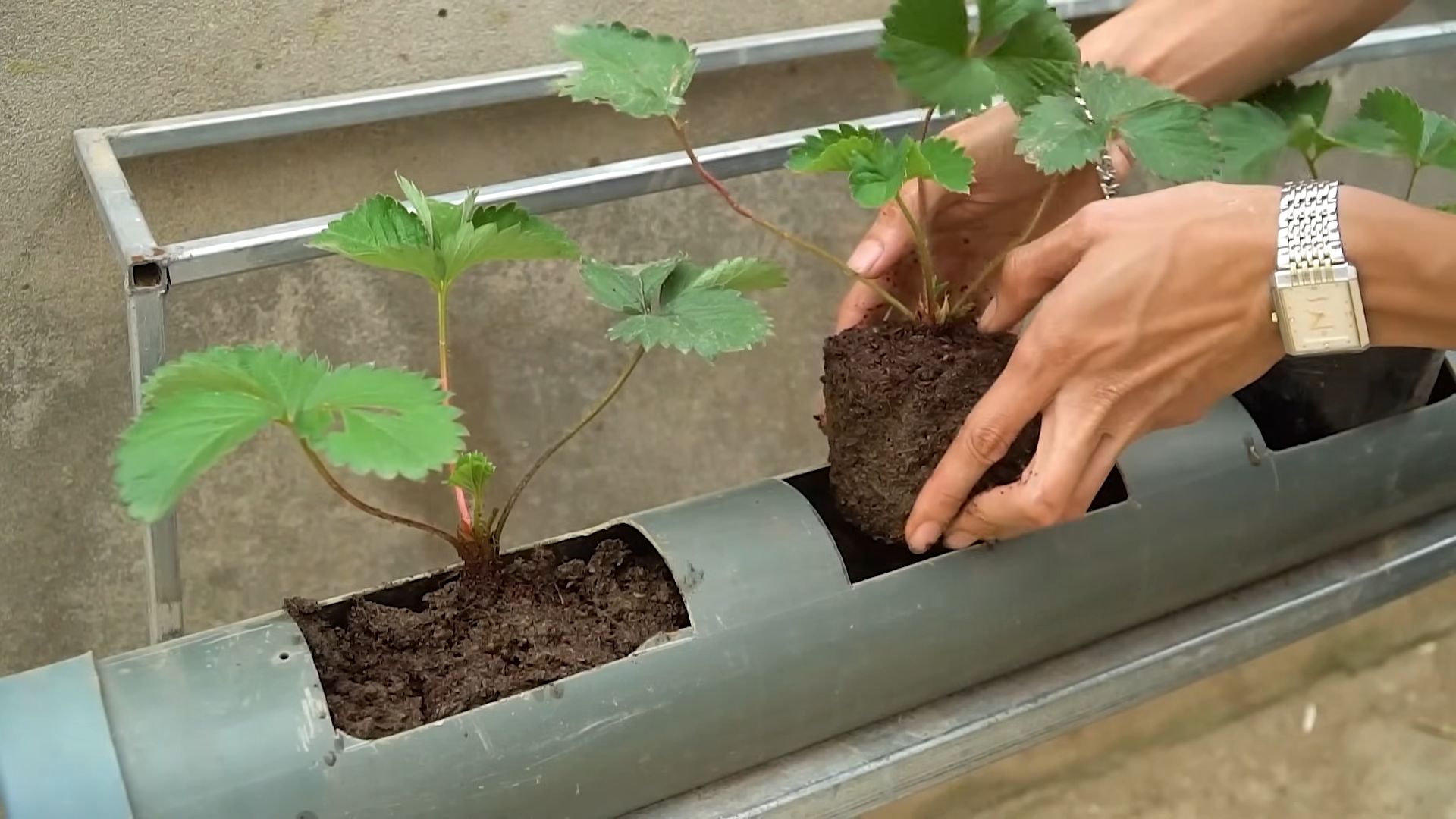 Watering strawberries less