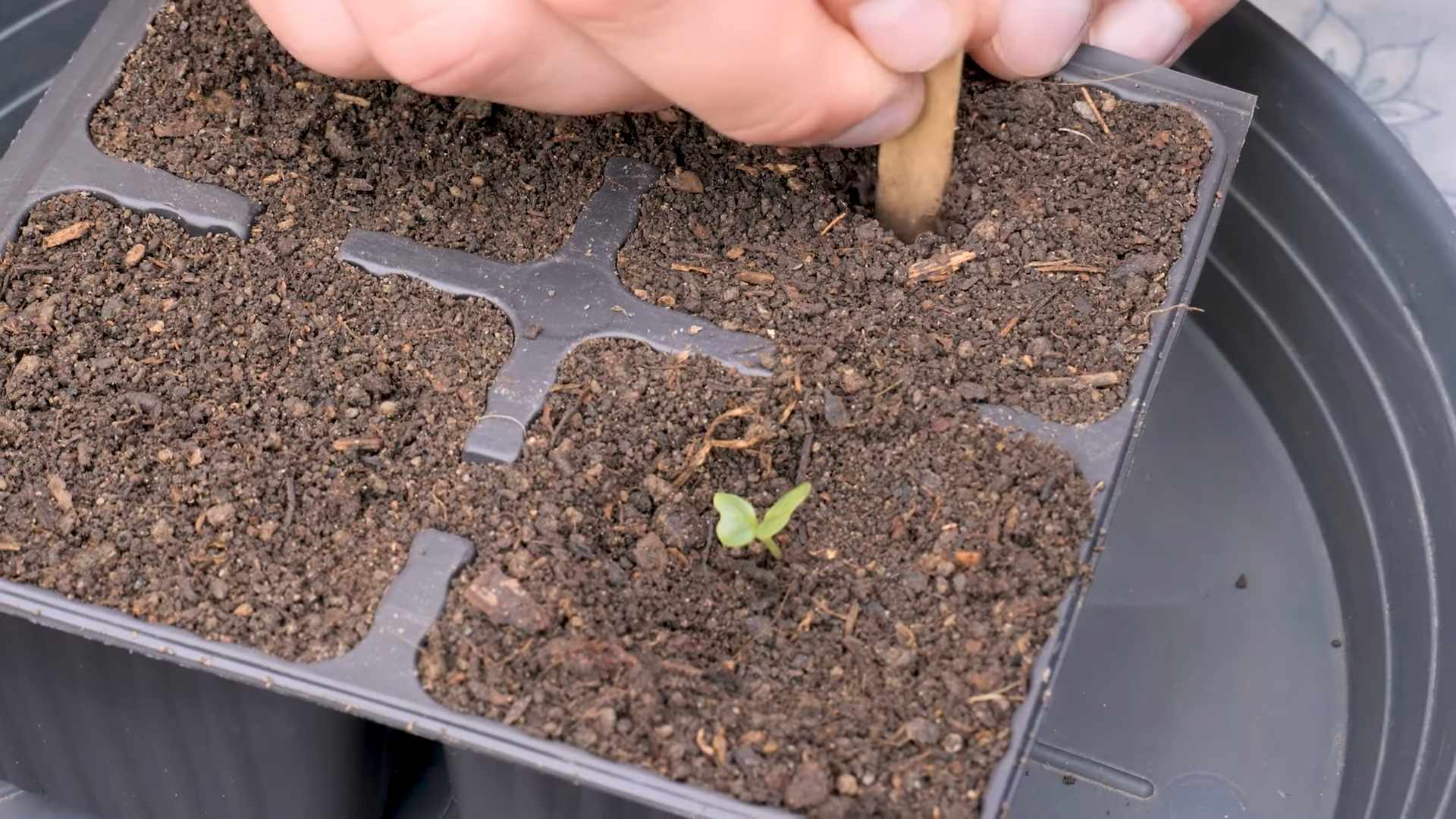 Romanesco Cauliflower Growing Guide