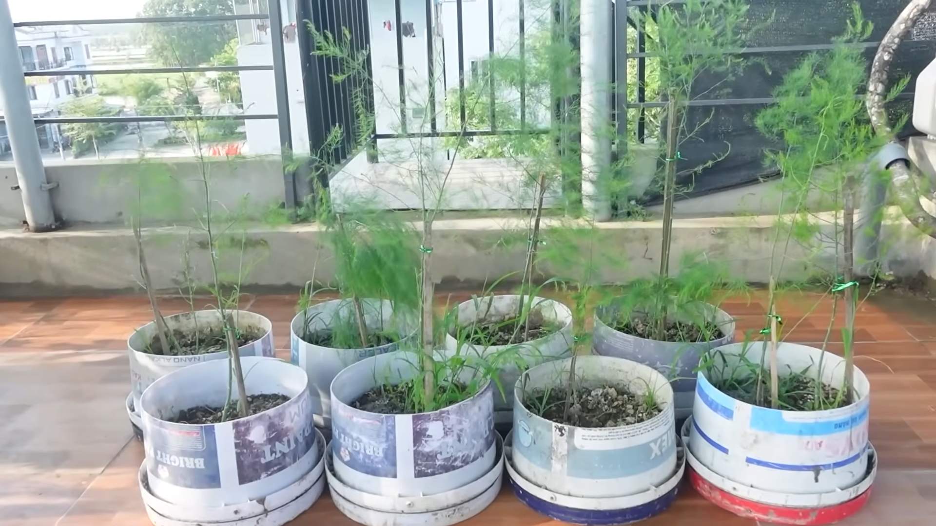 Grow Asparagus at Home