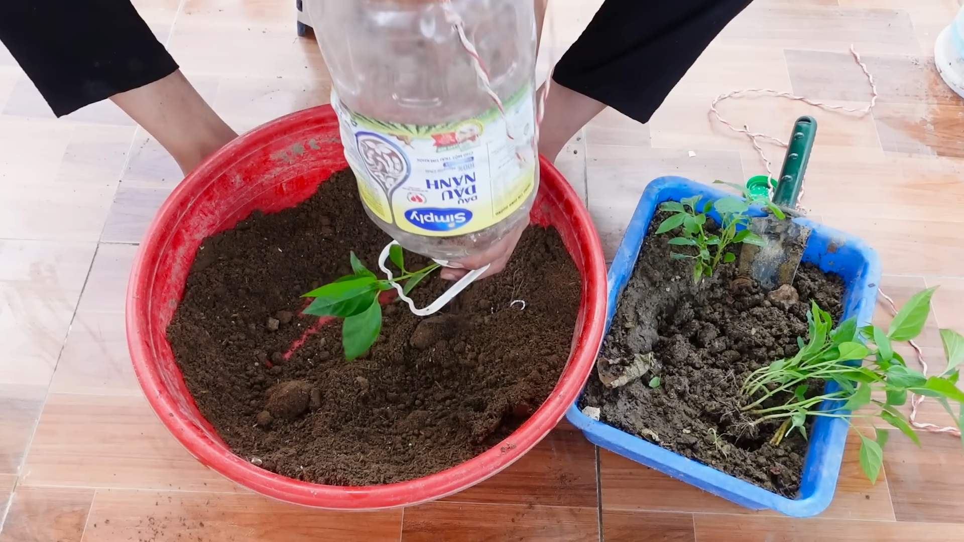 DIY chili planters