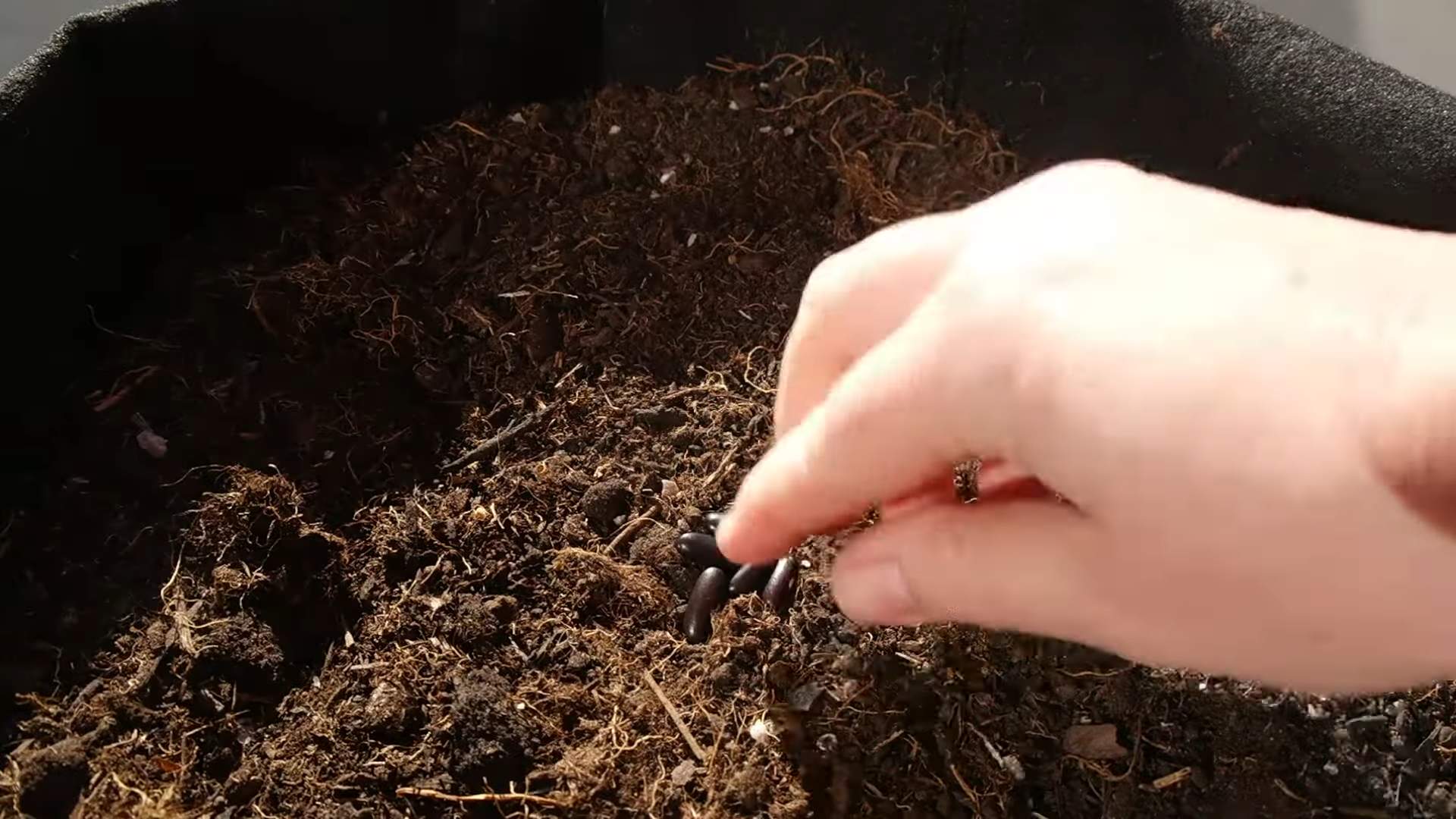 Grow Purple Bush Beans Containers