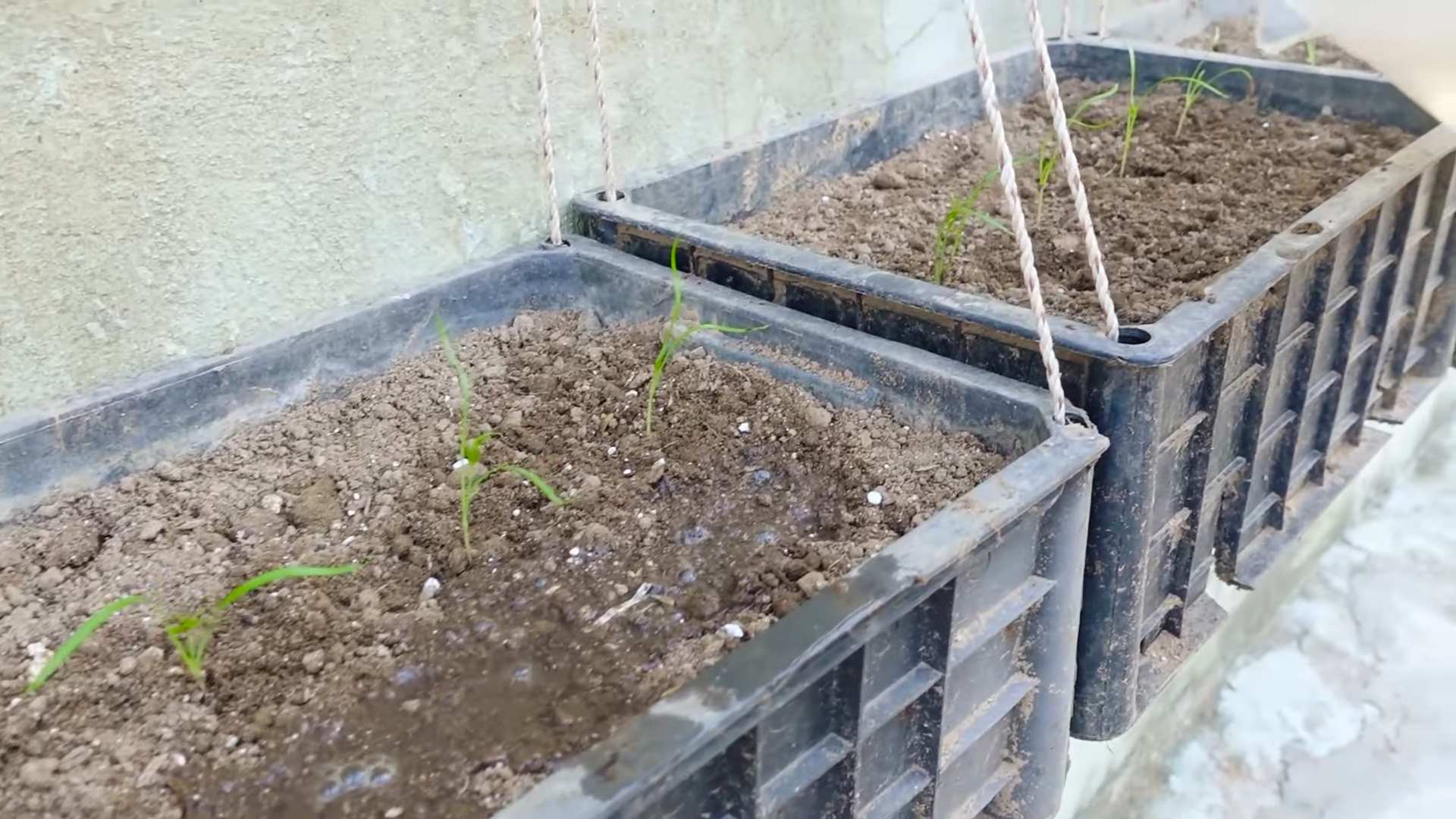 Grow Dill Indoors Easily