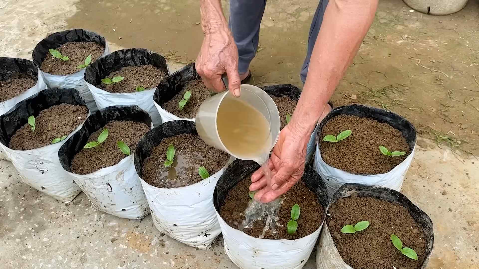 Grow Yardlong Beans at Home