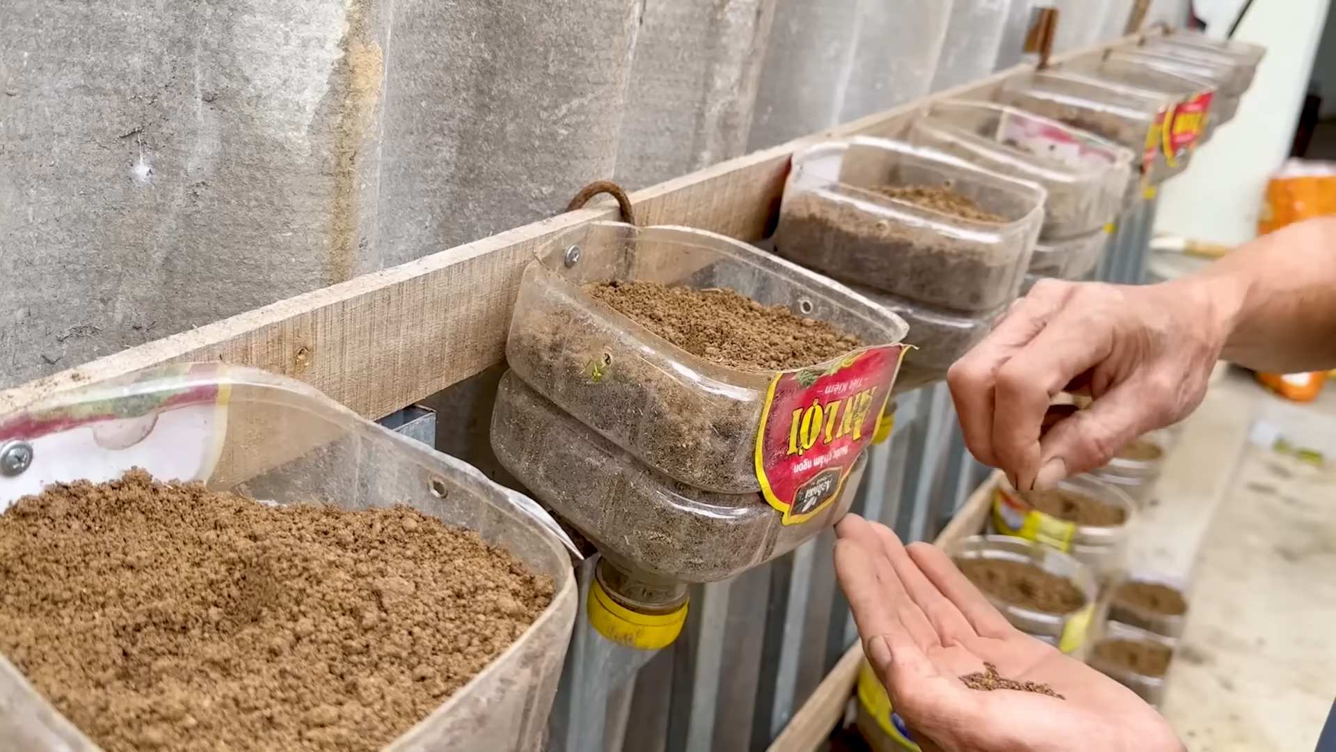 DIY kale bottle garden
